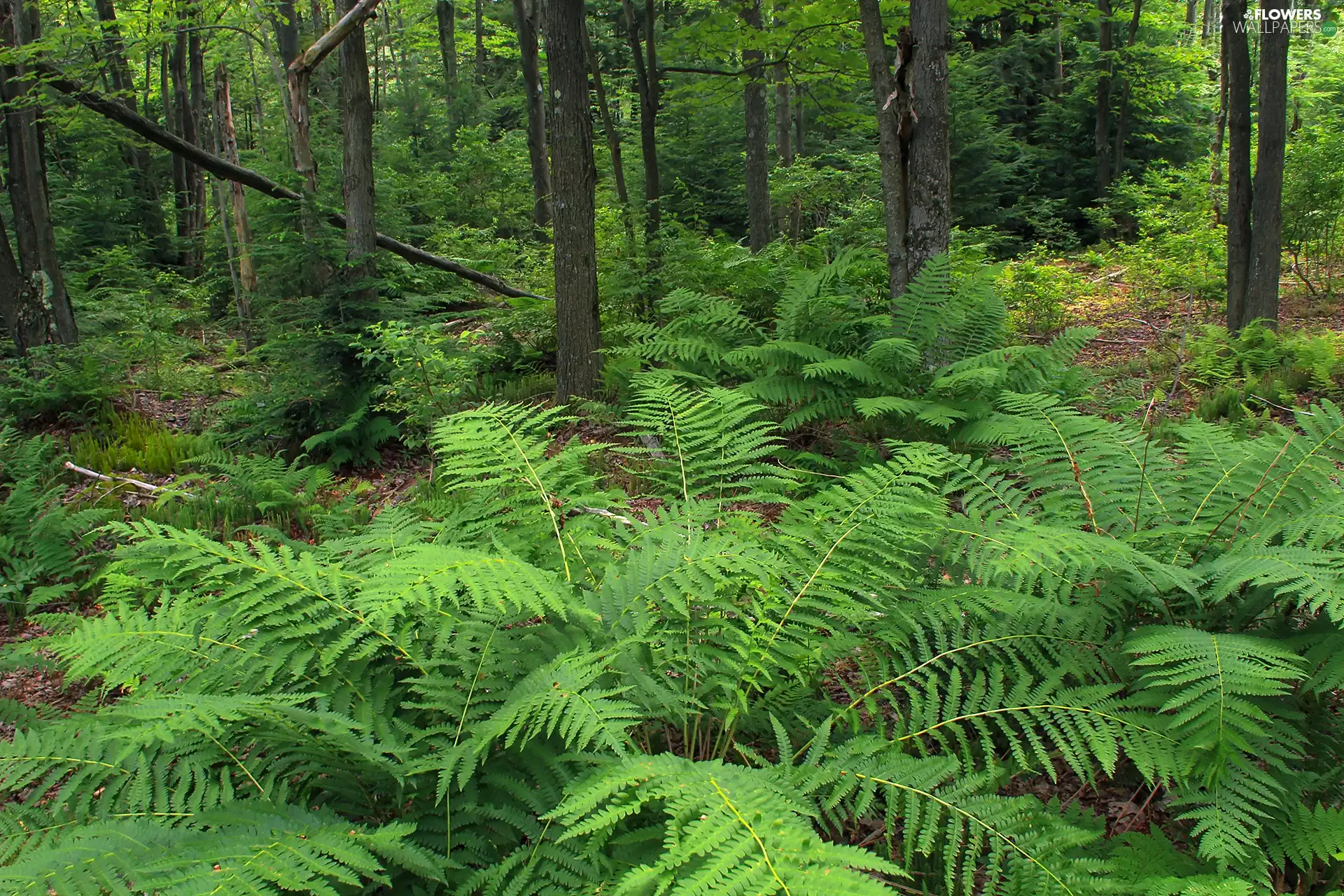 forest, fern