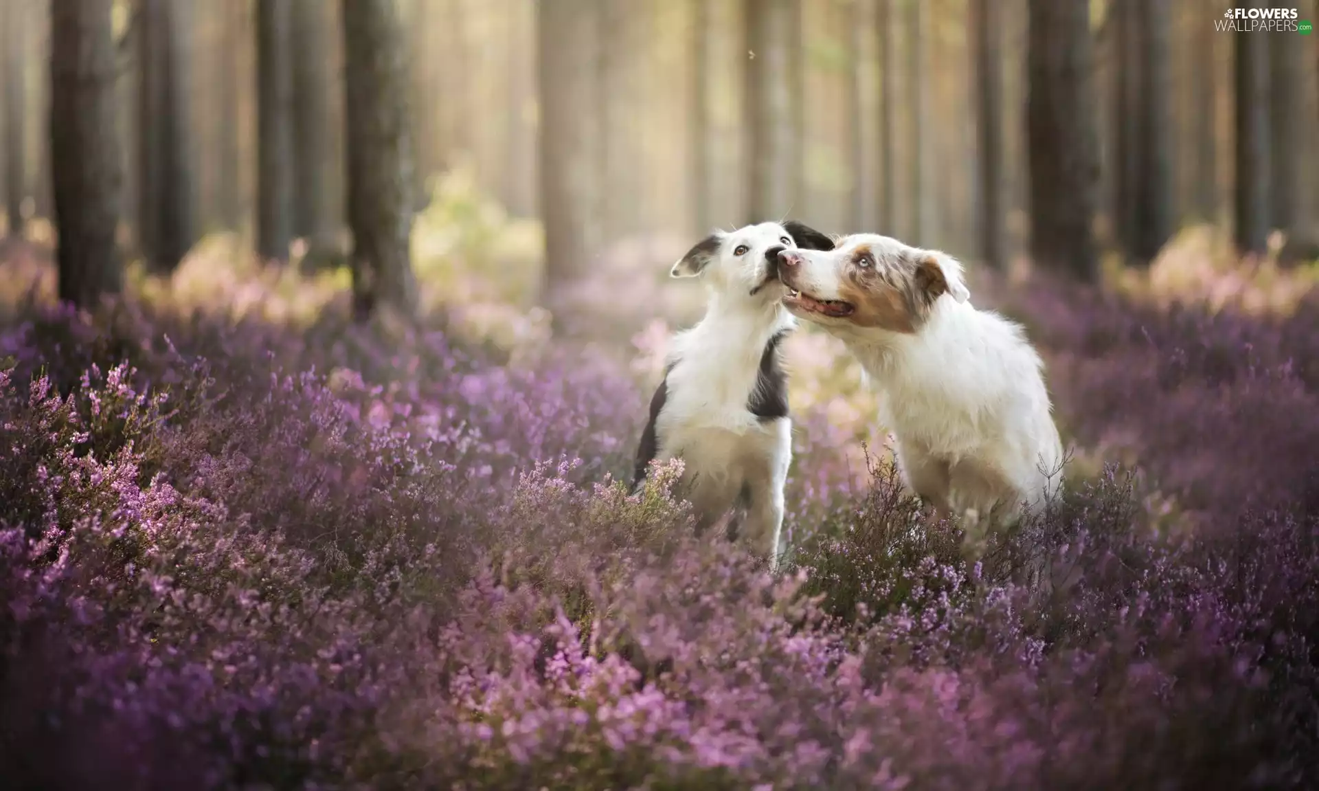 heather, Border Collie, forest