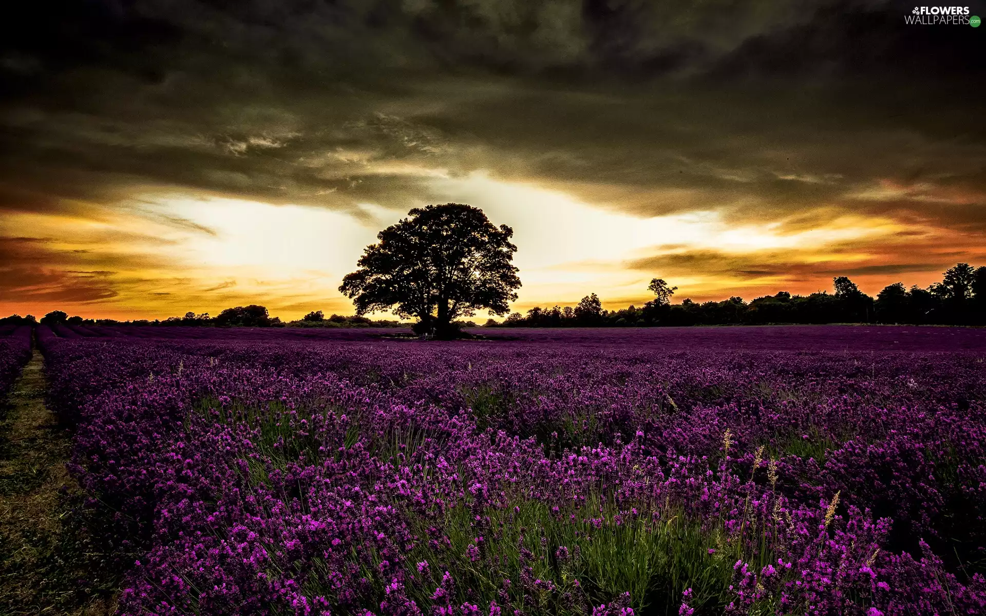 lavender, trees, clouds, forest