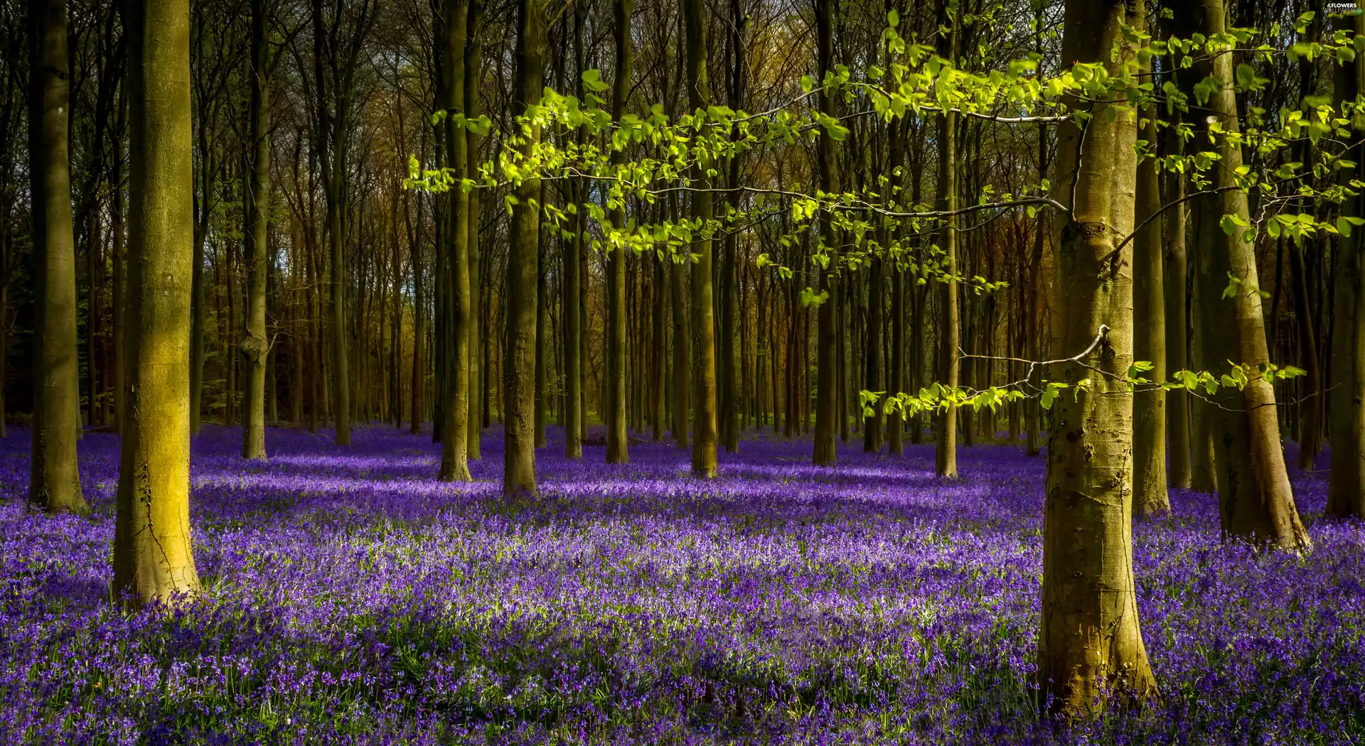 forest, lavender