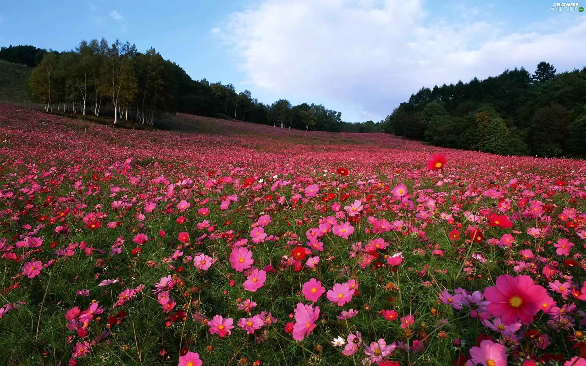 Meadow, Flowers, Cosmos, forest
