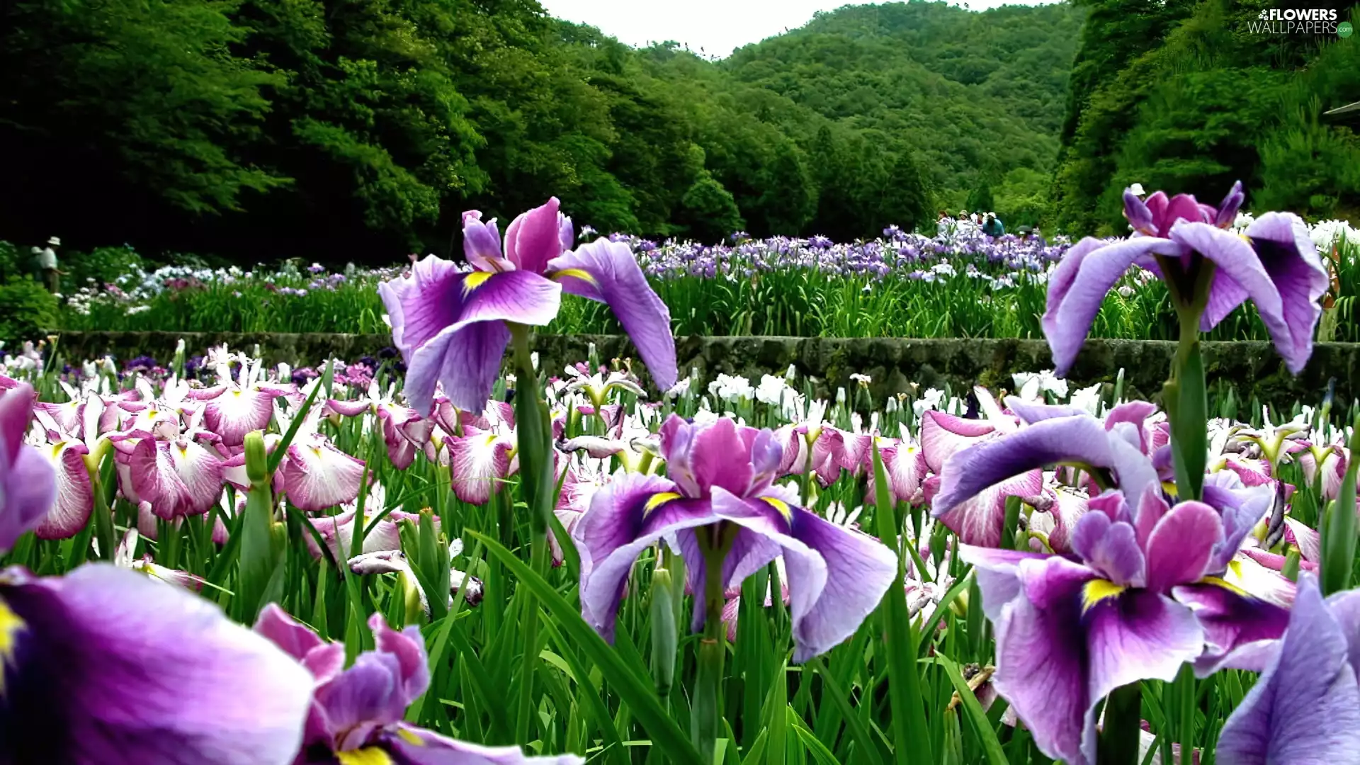 forest, Irises, Meadow
