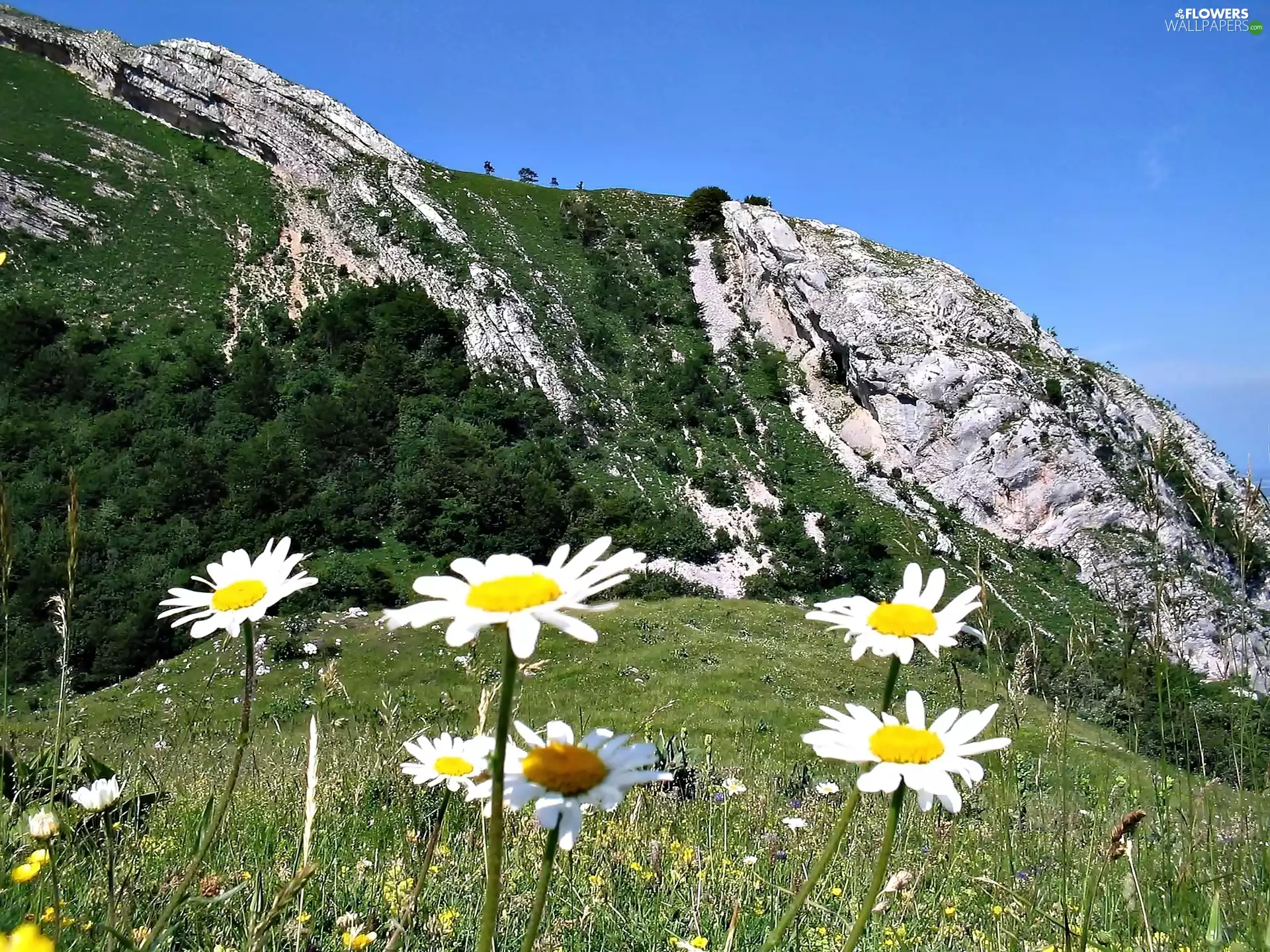 Mountains, Meadow, daisy, forest