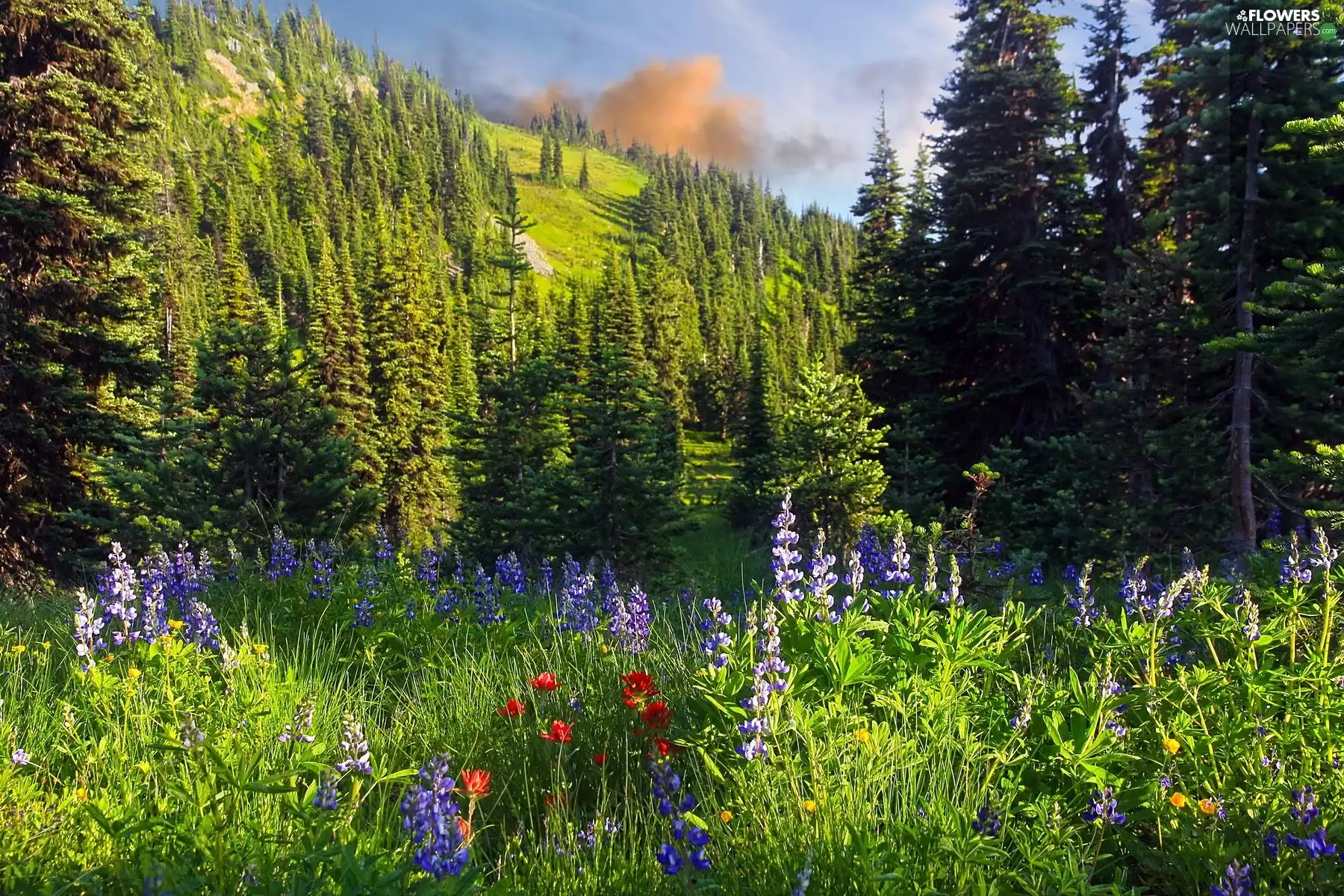 Mountains, field, lupine, forest