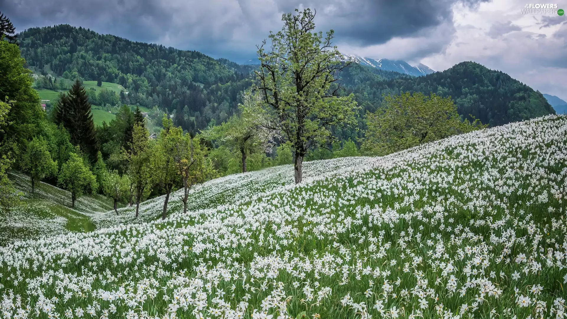 forest, Mountains, trees, viewes, clouds, Spring, narcissus, Meadow, Flowers