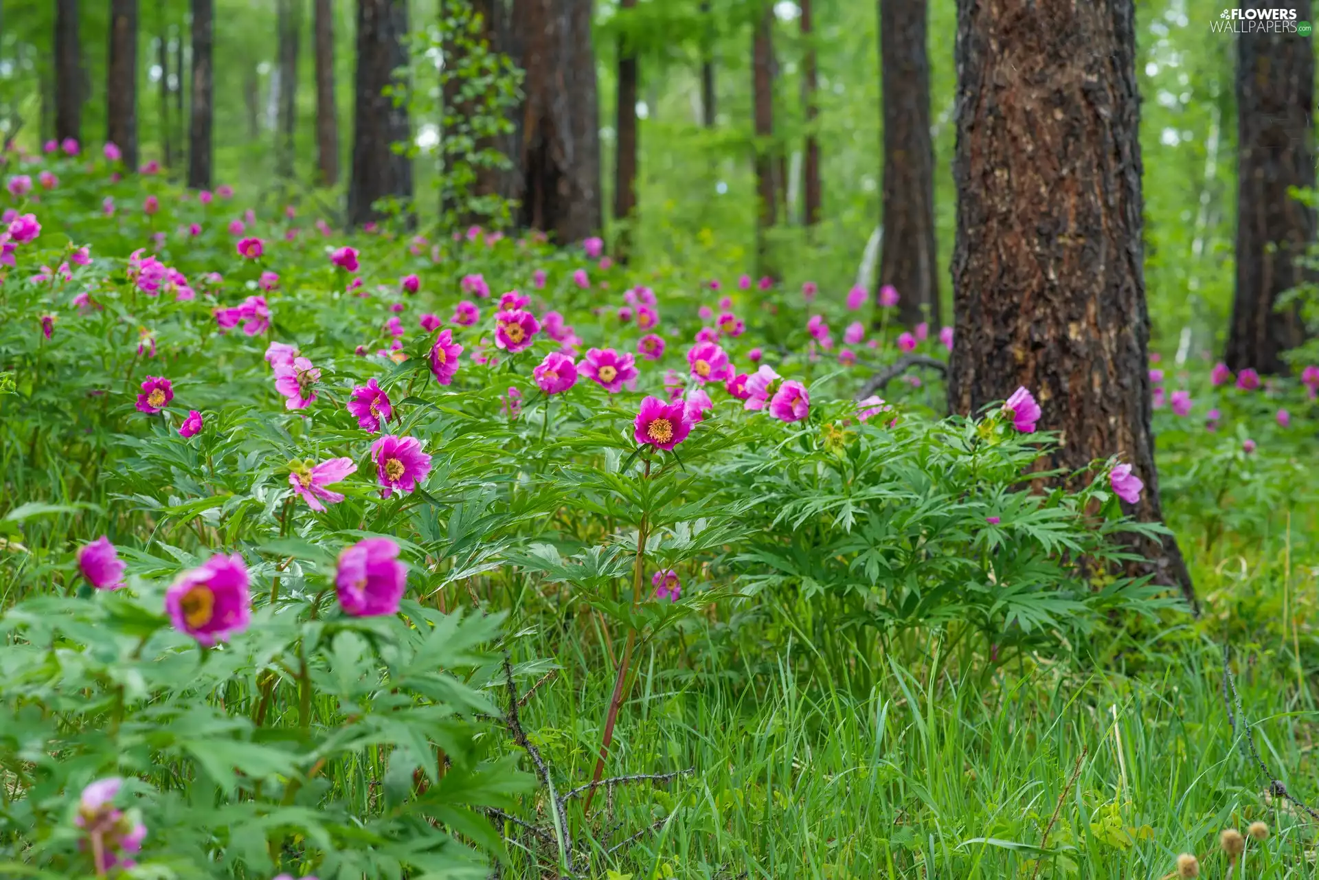 Peonies, trees, viewes, forest