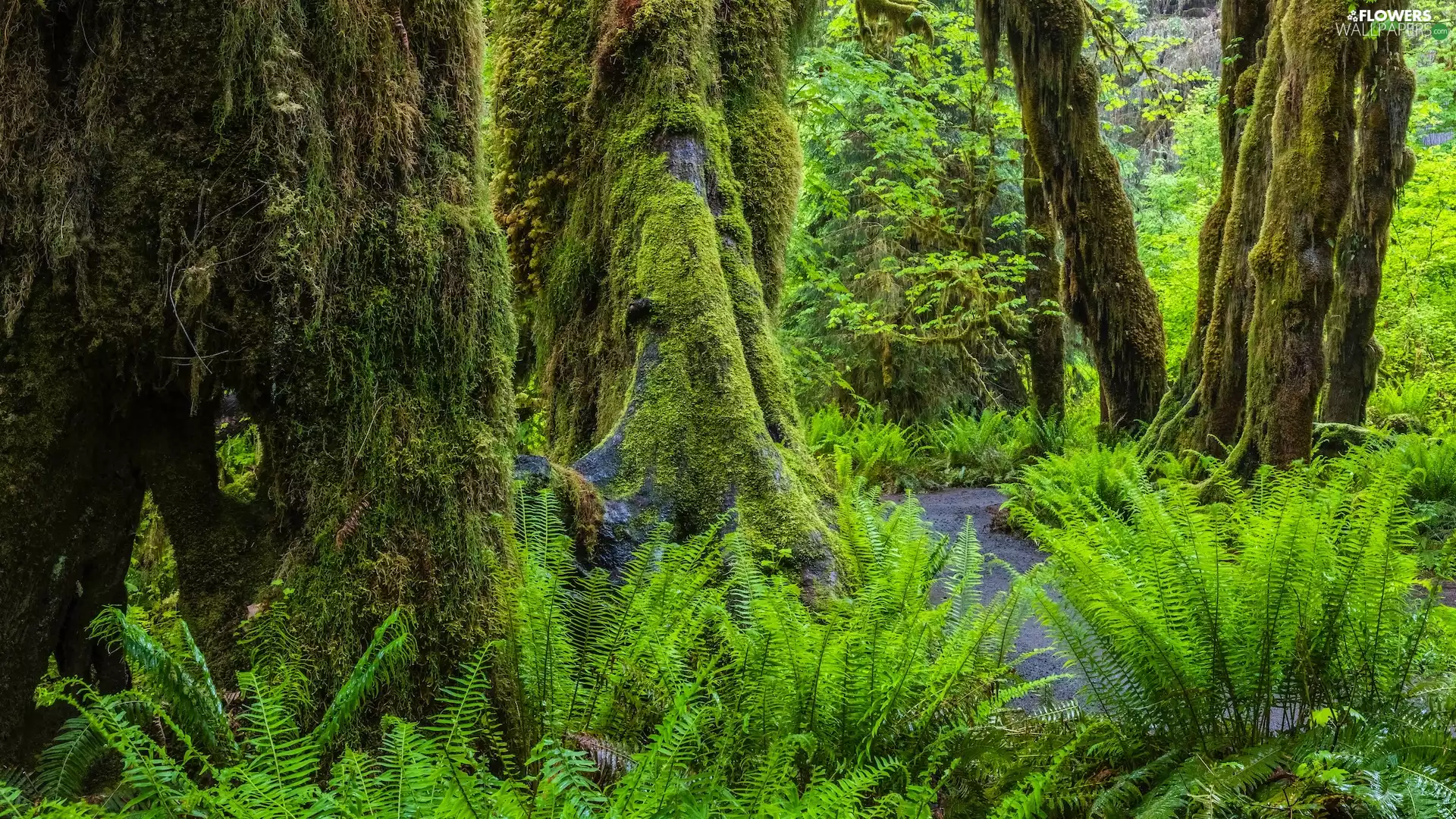 Washington State, The United States, Olympic National Park, forest, fern, Path, trees, viewes, mossy