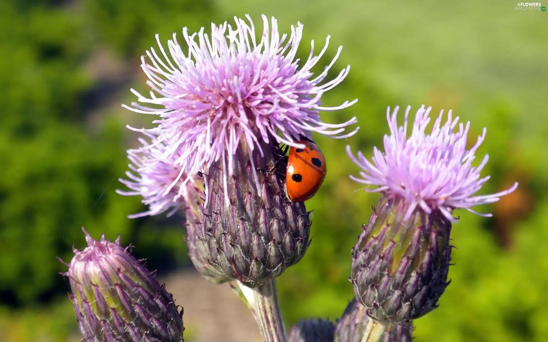 forest, ladybird, teasel
