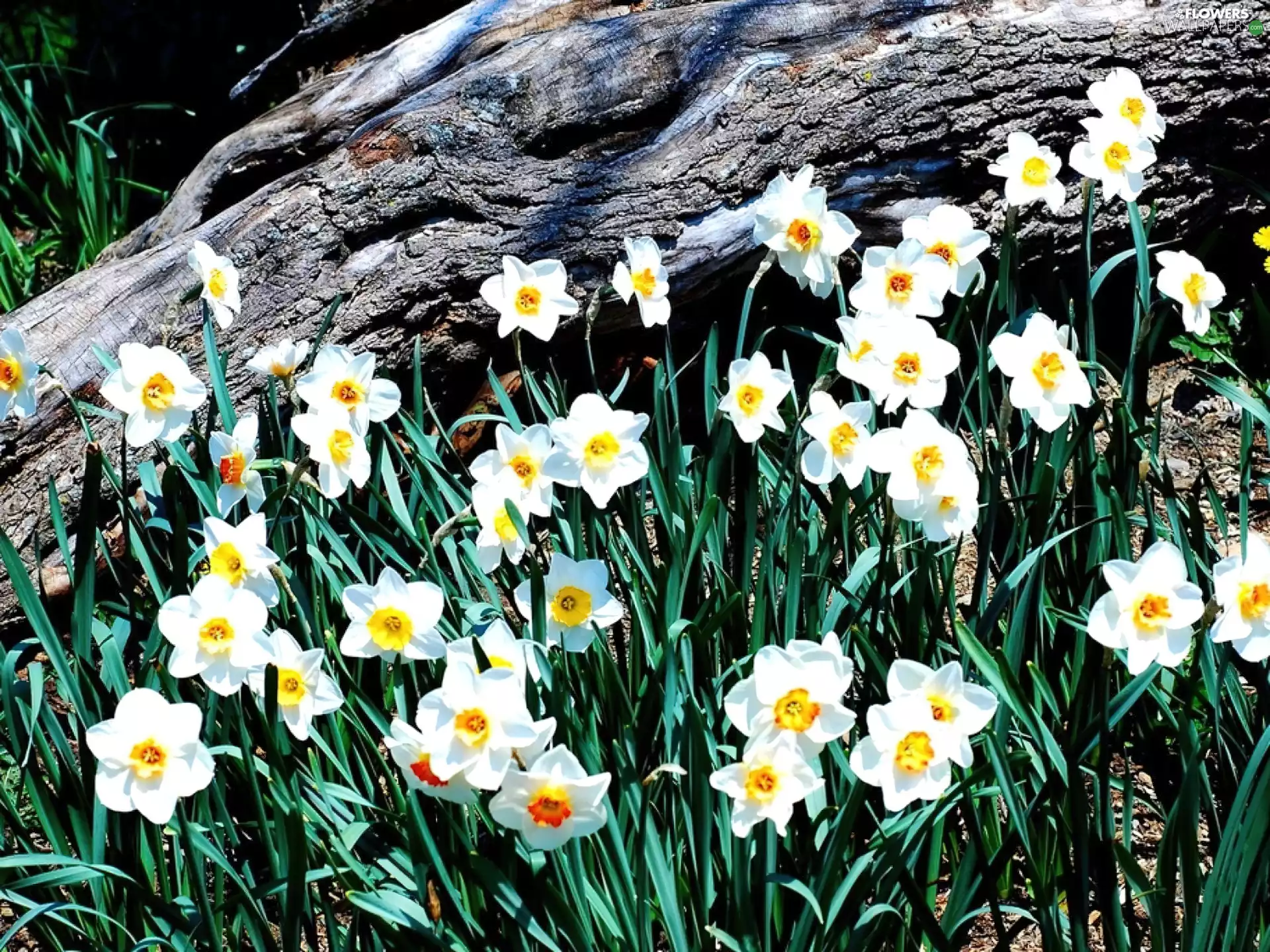 viewes, forest, trunk, trees, narcissus