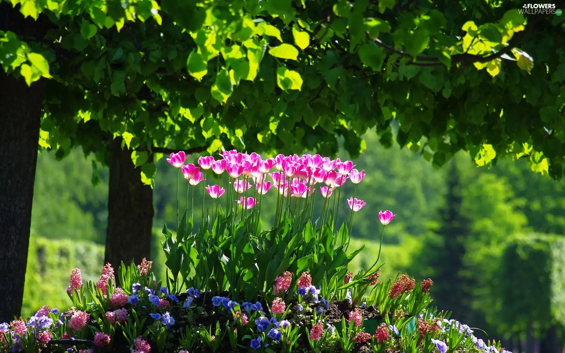 Tulips, forest