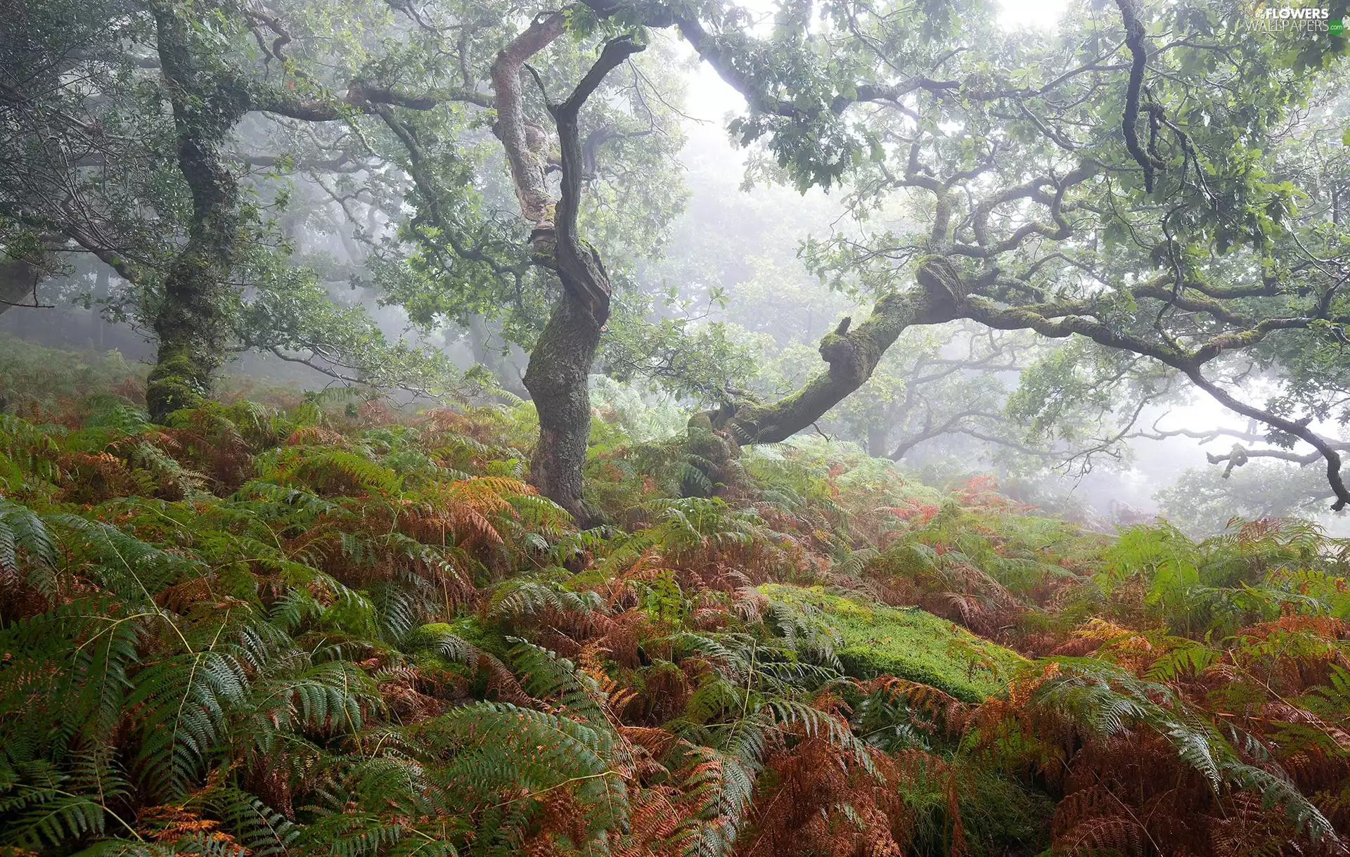 fern, forest, viewes, Fog, trees