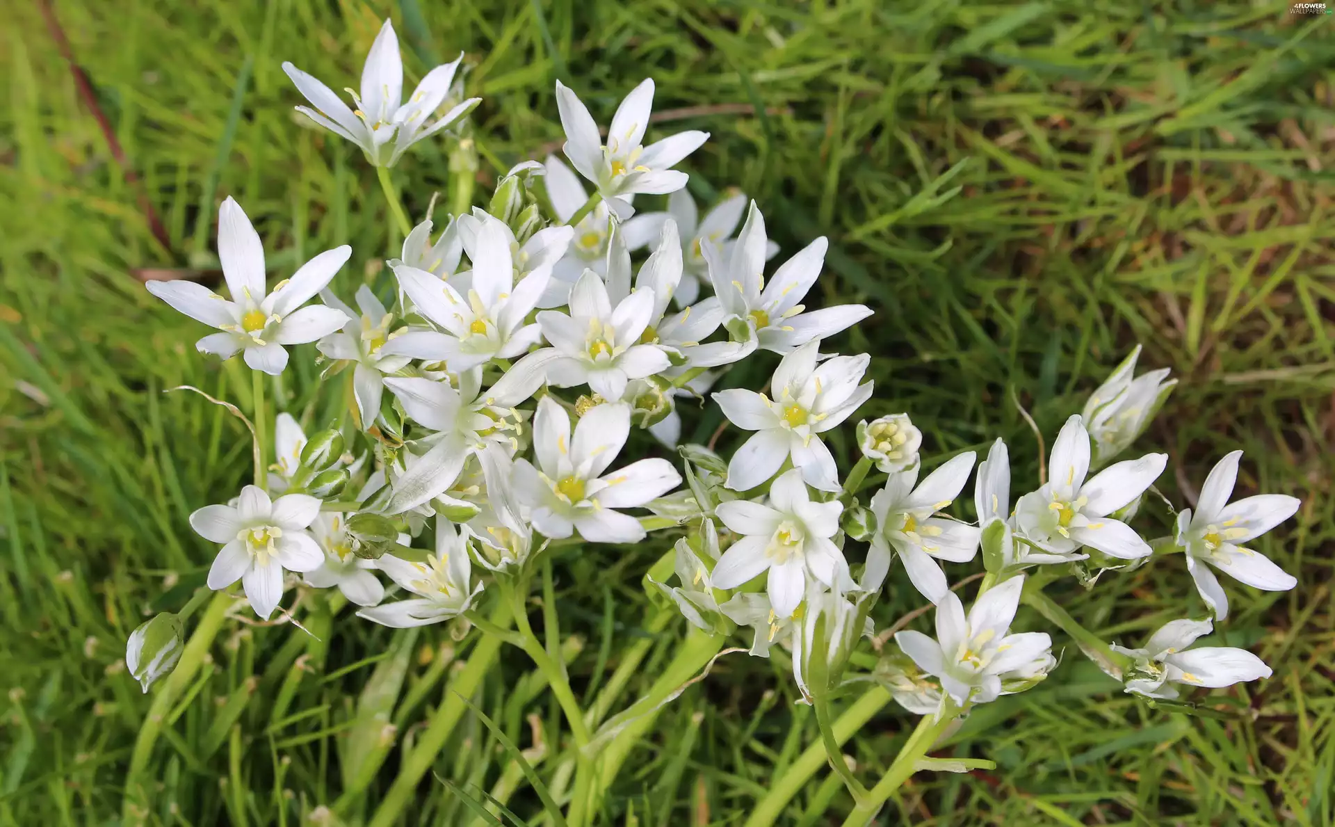 White, Flowers, Ornithogalum, forester