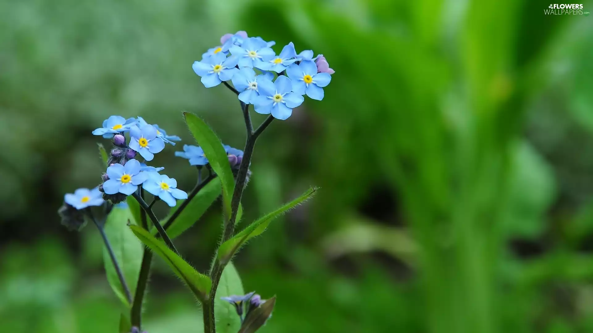 Forget, Green Background