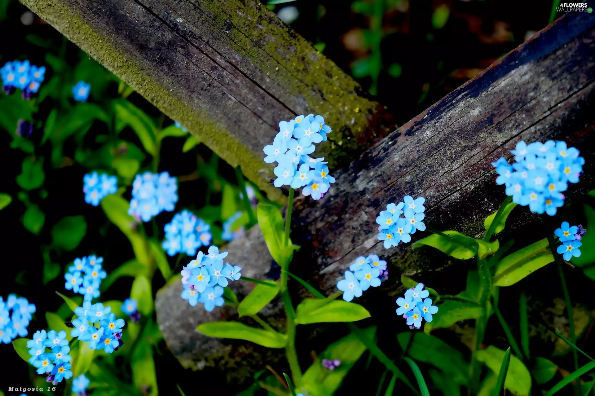 Blue, Flowers, forget-me-not