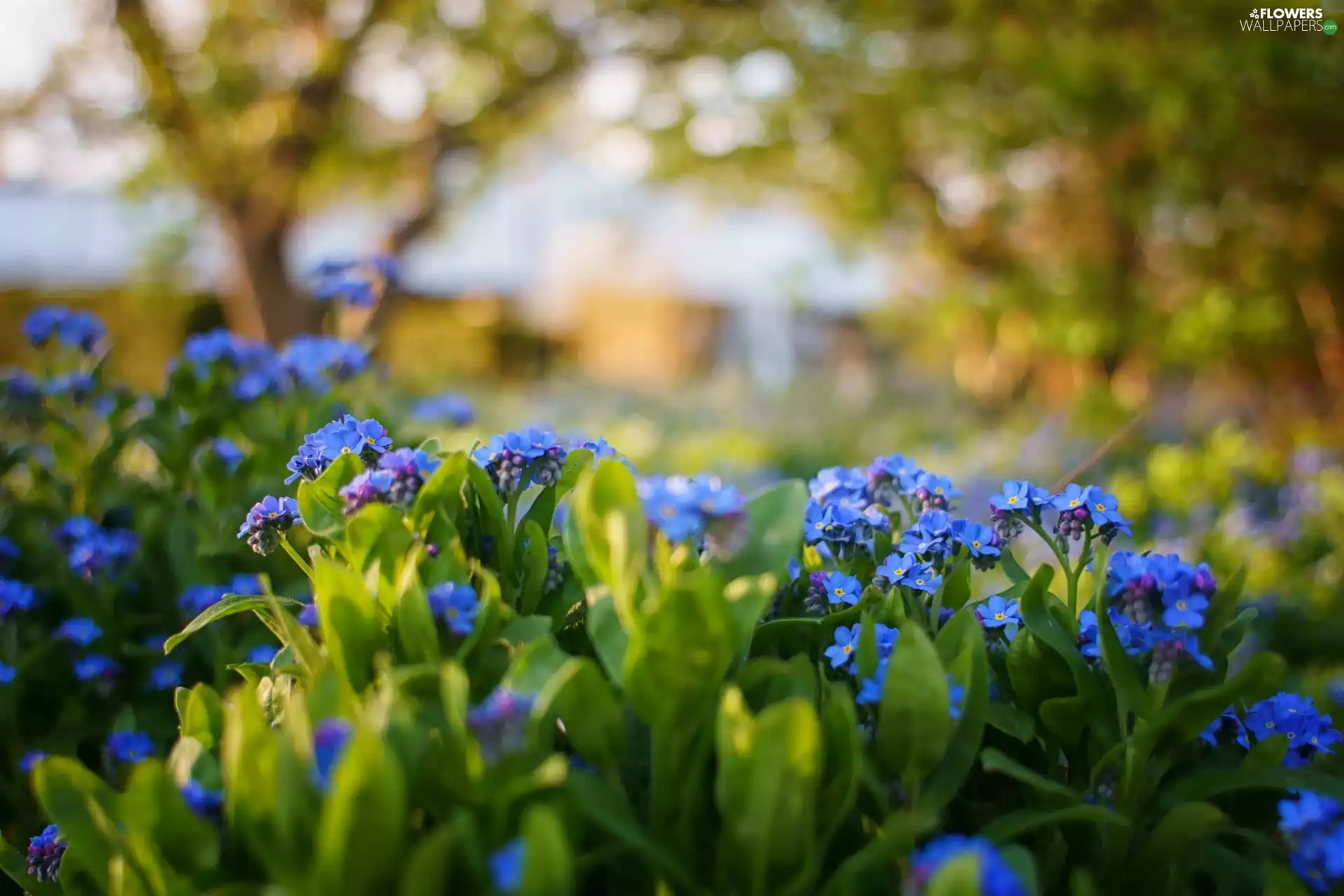 Flowers, Forget, blurry background, Blue