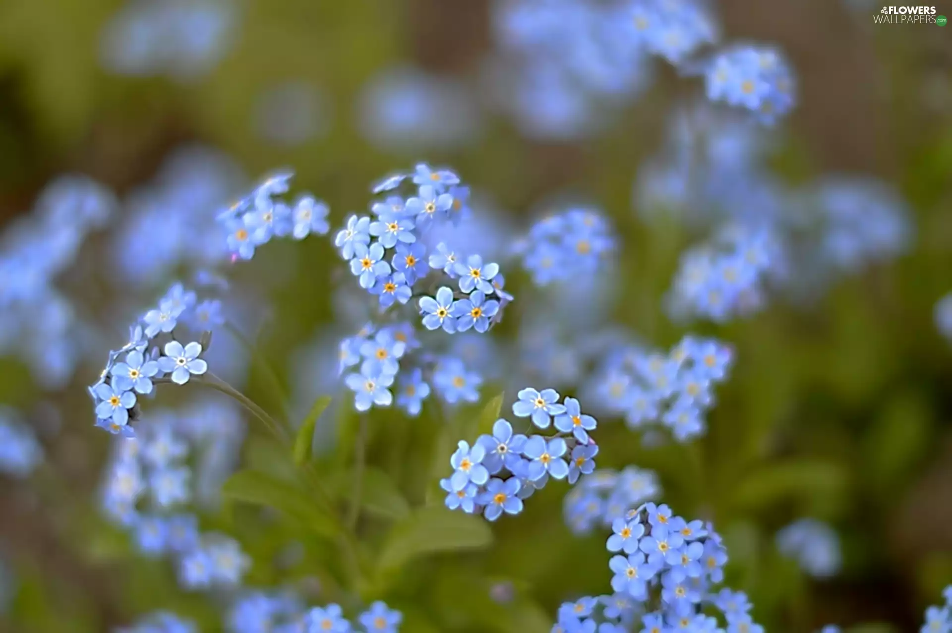 Forget, Blue, Flowers