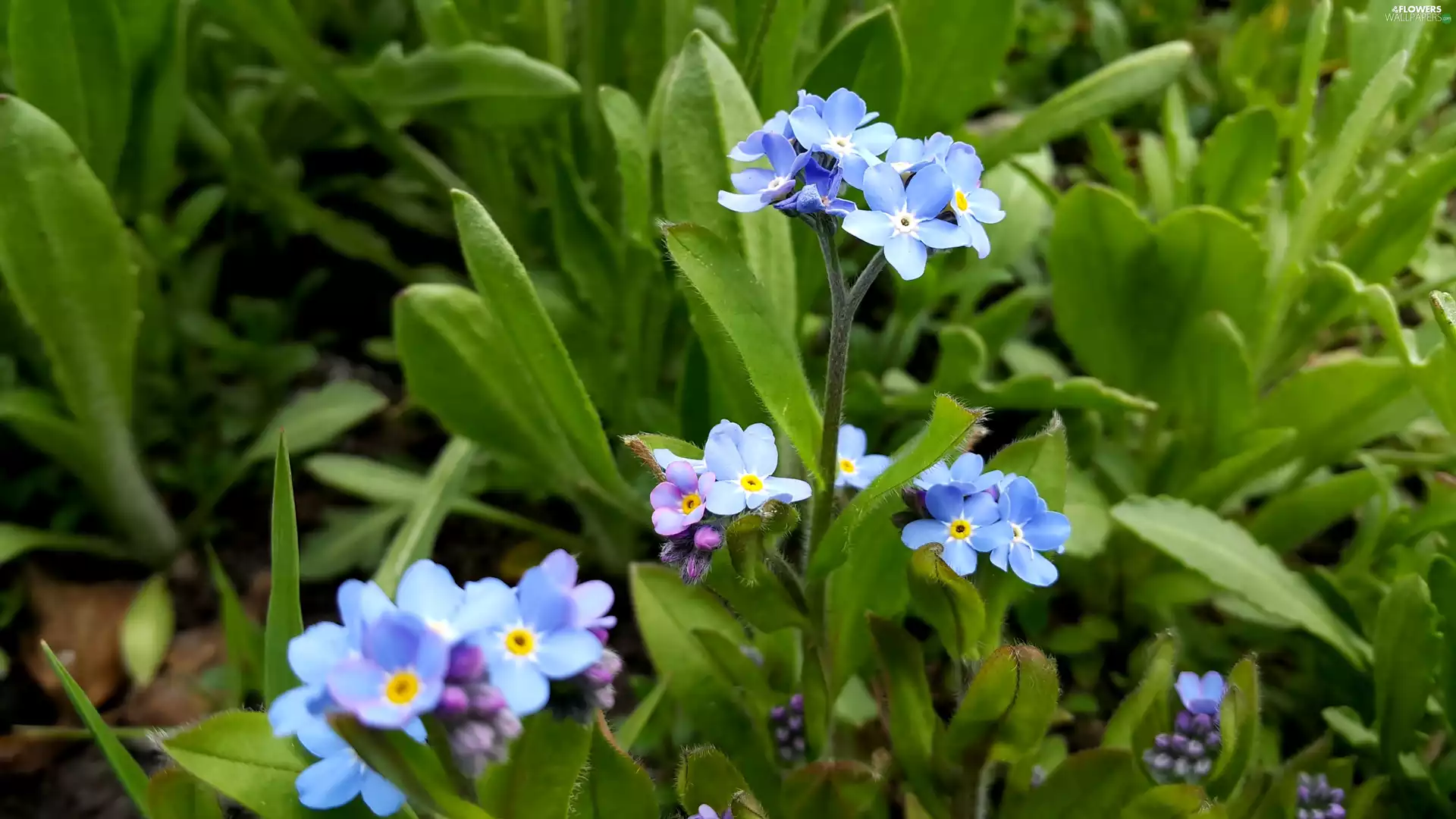 Forget, Blue, Flowers