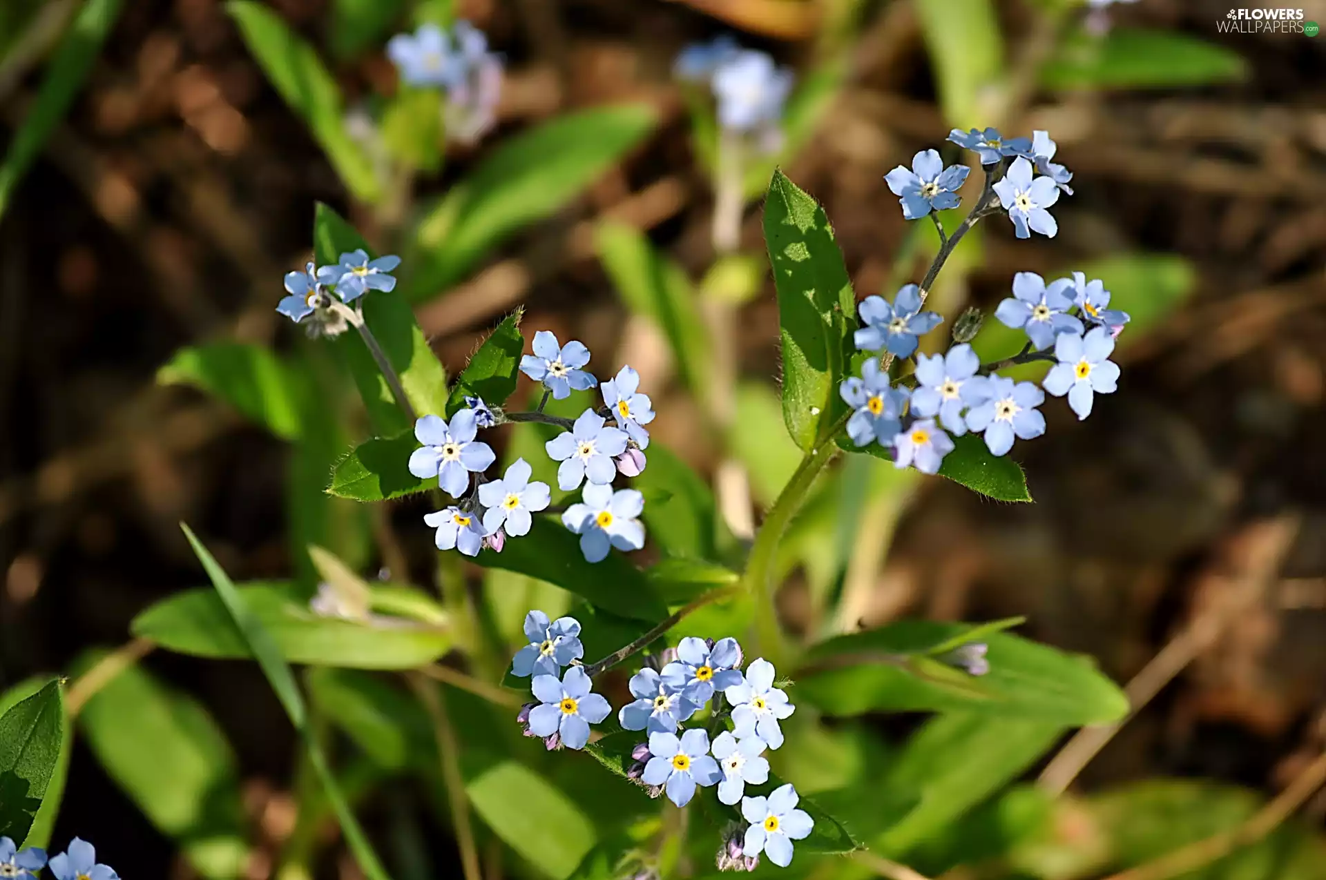 Forget, Blue, Flowers
