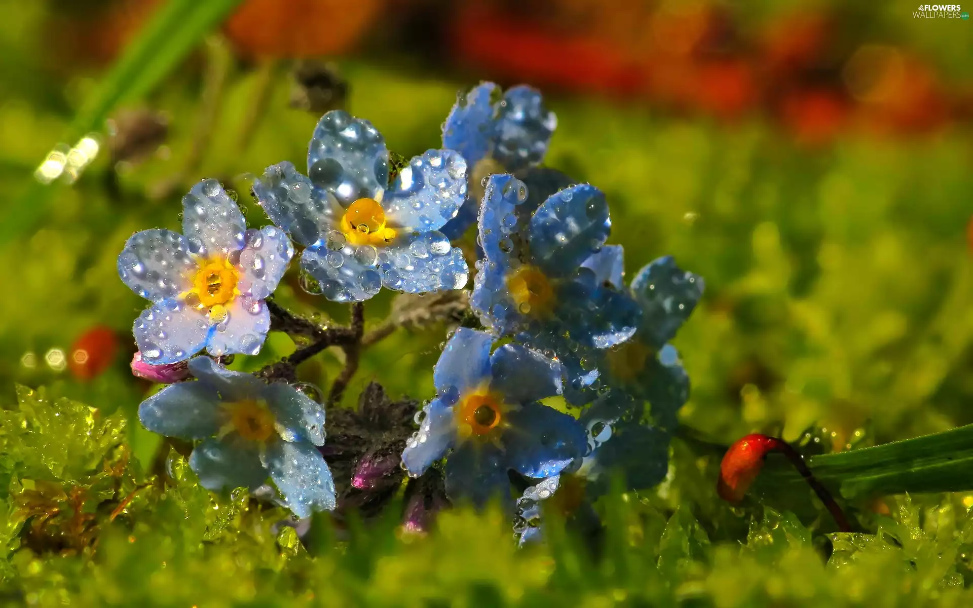 drops, Forget, Flowers, Close, Blue