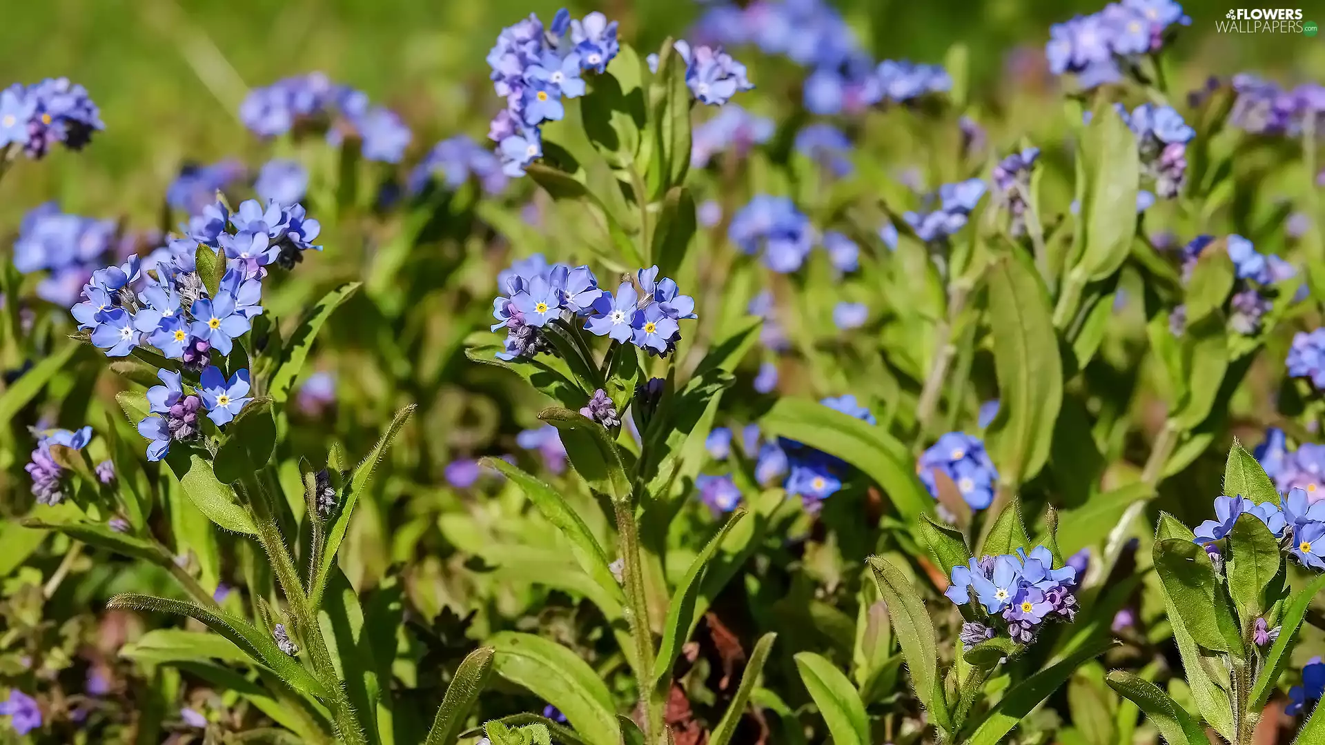 Forget, Flowers, illuminated