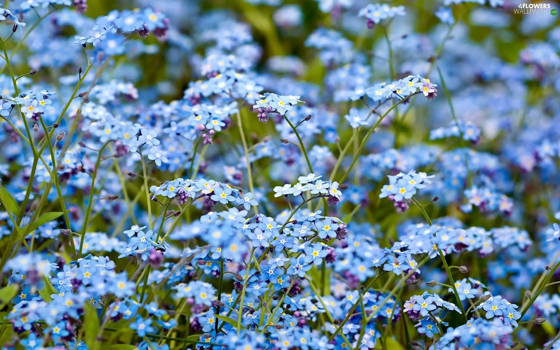 Forget, Spring, Meadow