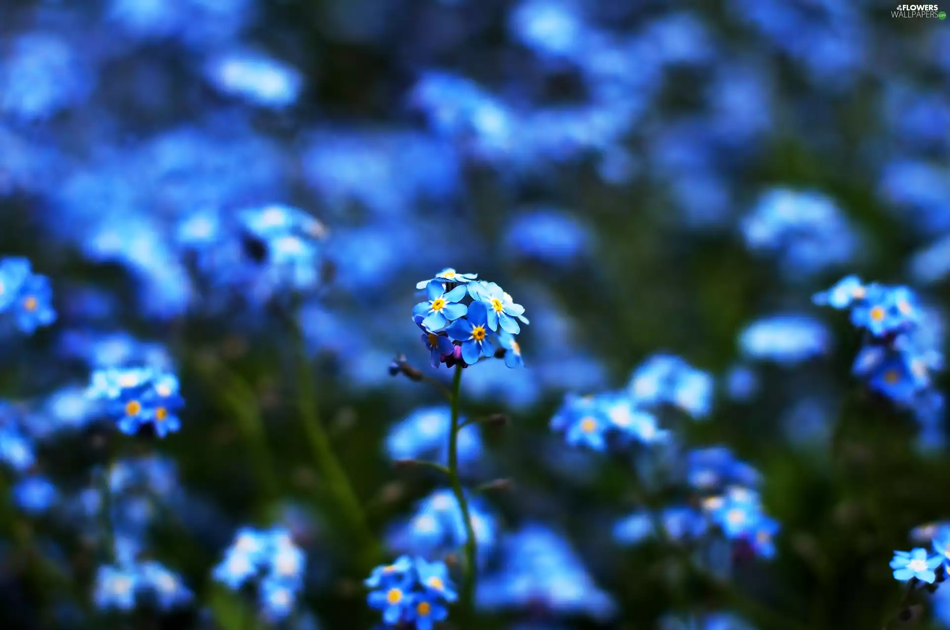 forget-me-not