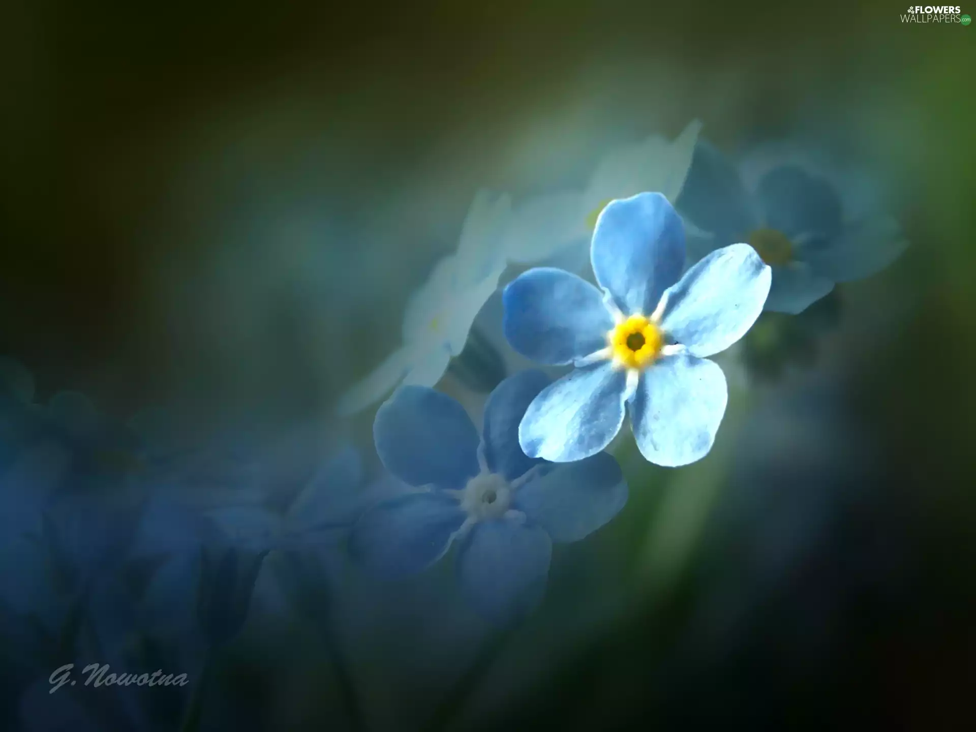 Blue, forget-me-not