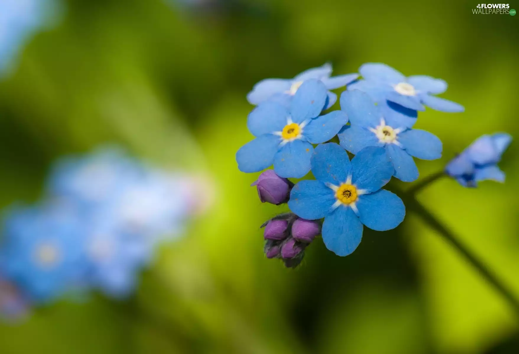 Flower, forget-me-not