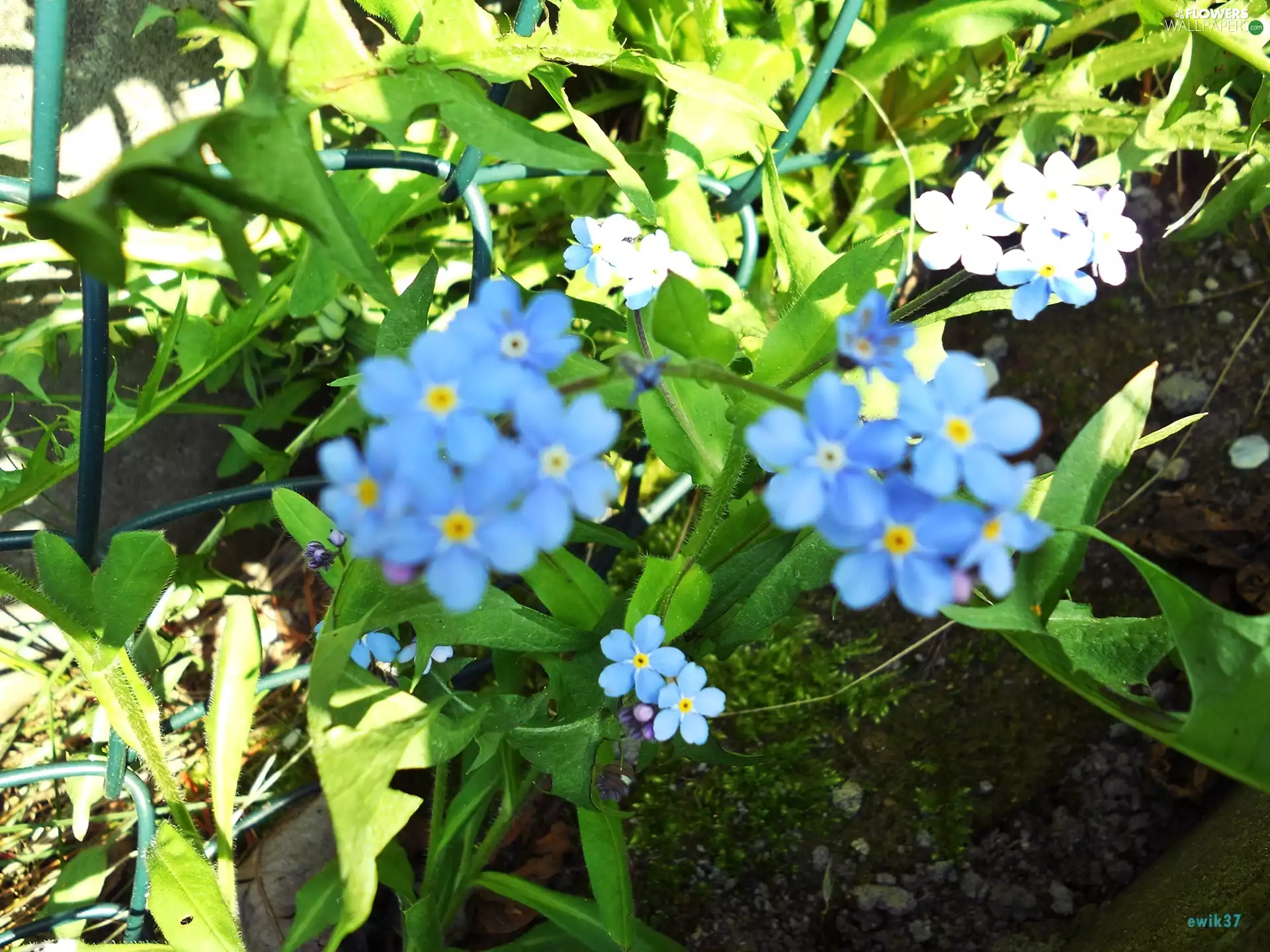 forget-me-not