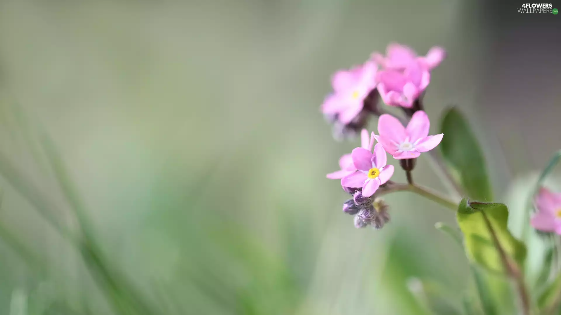 Colourfull Flowers, Pink, forget-me-not