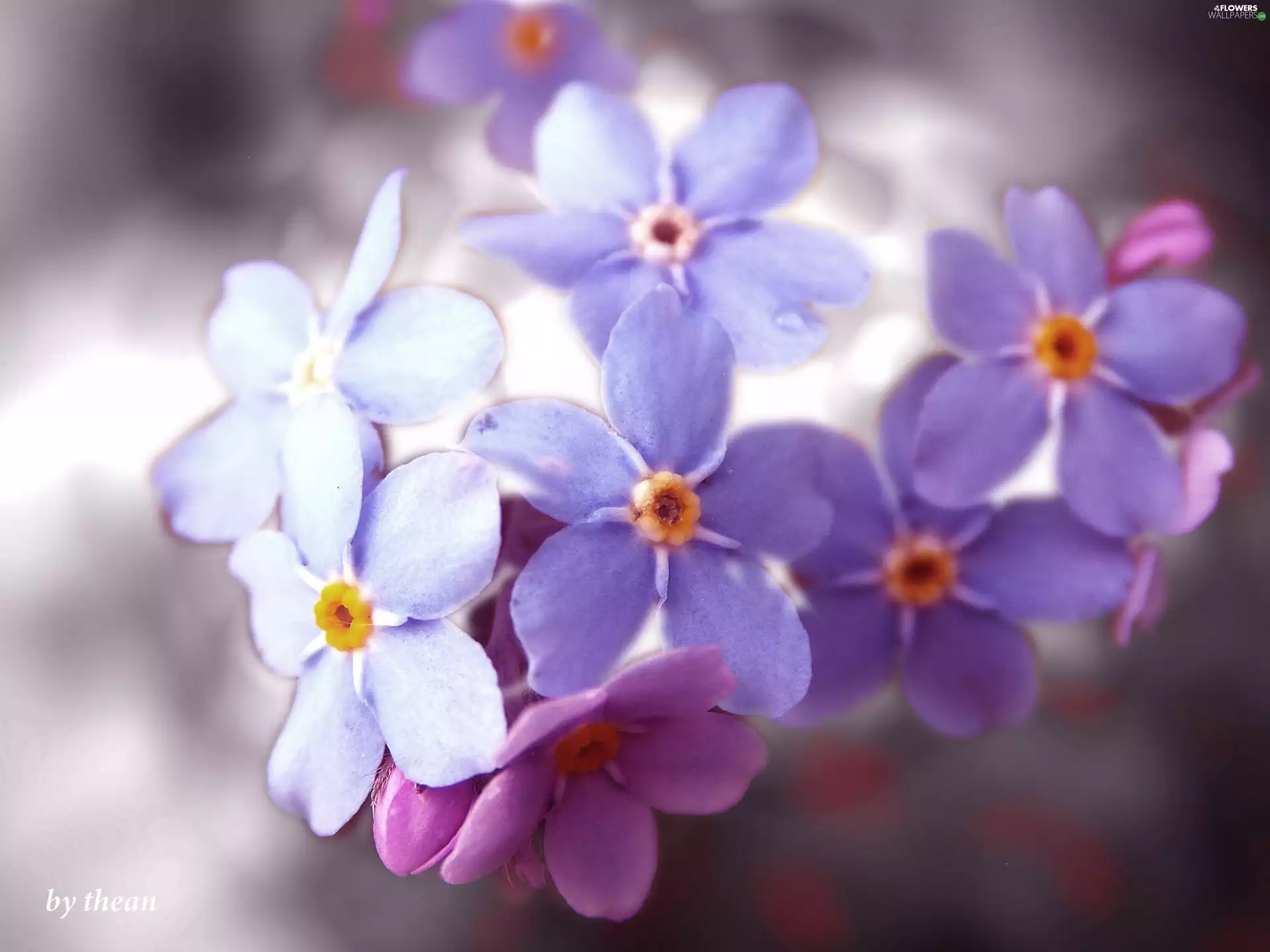 Forget, Blue, Pink