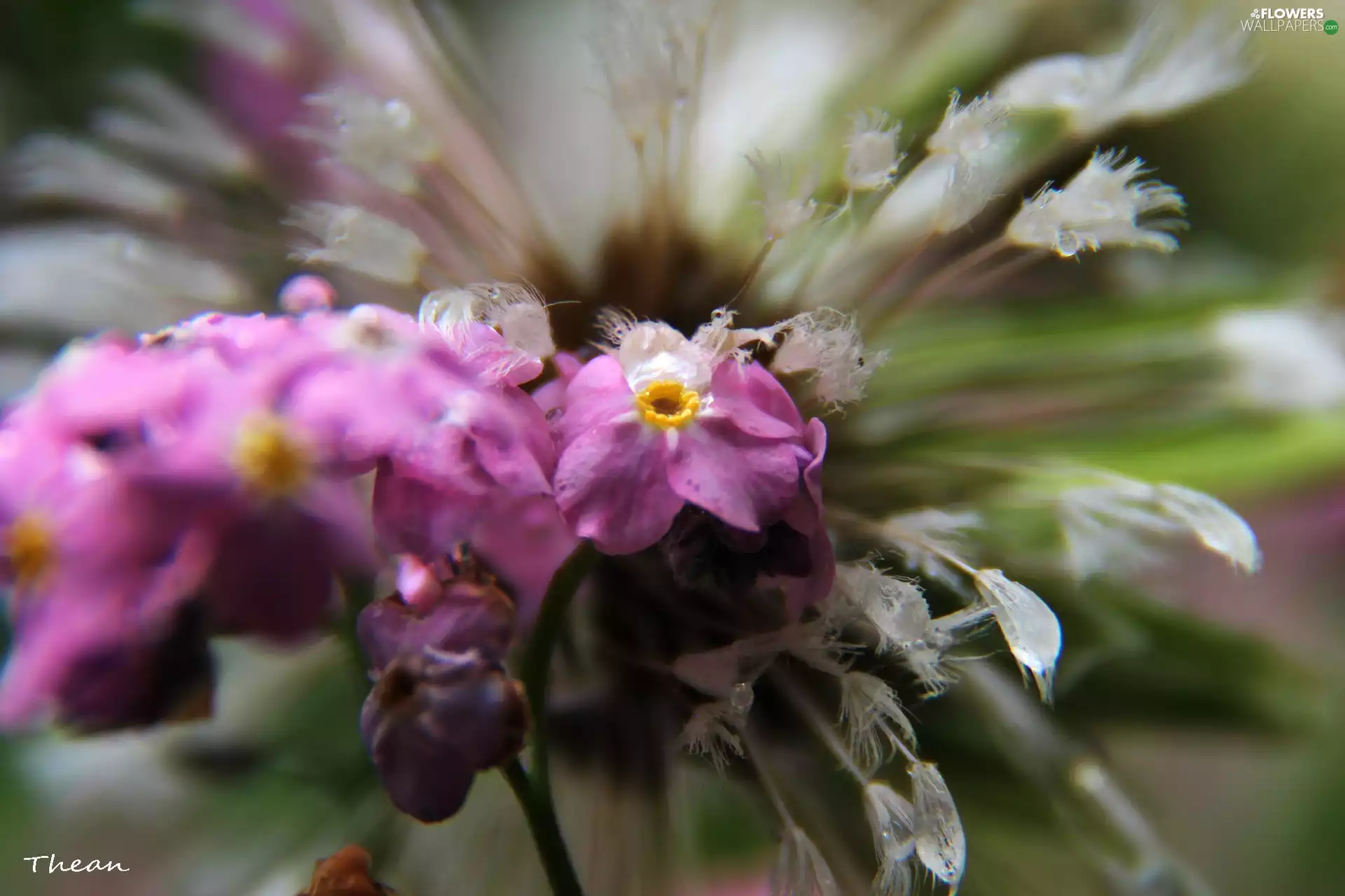 Pink, WET, plant, Forget