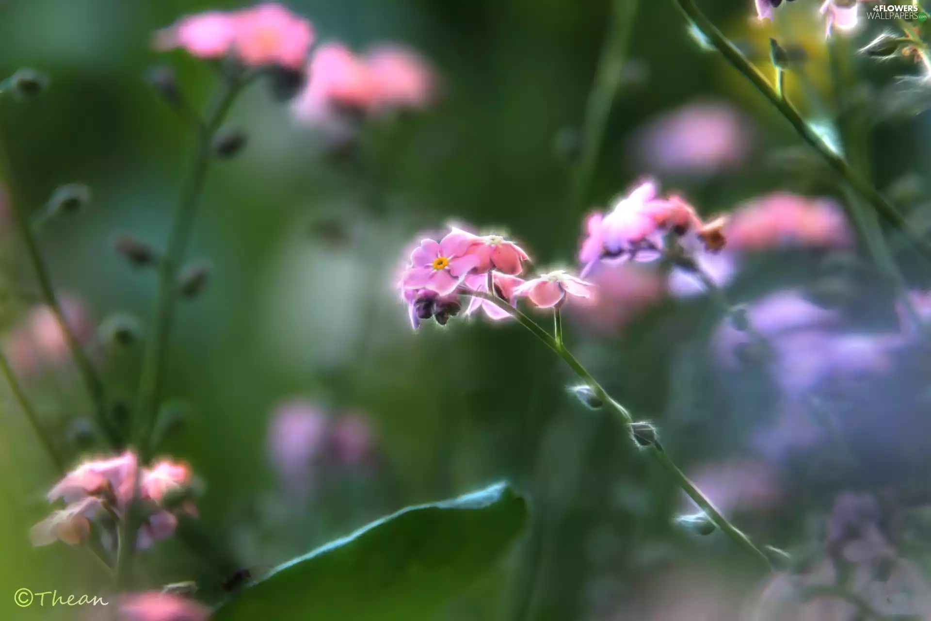 Pink, Forget
