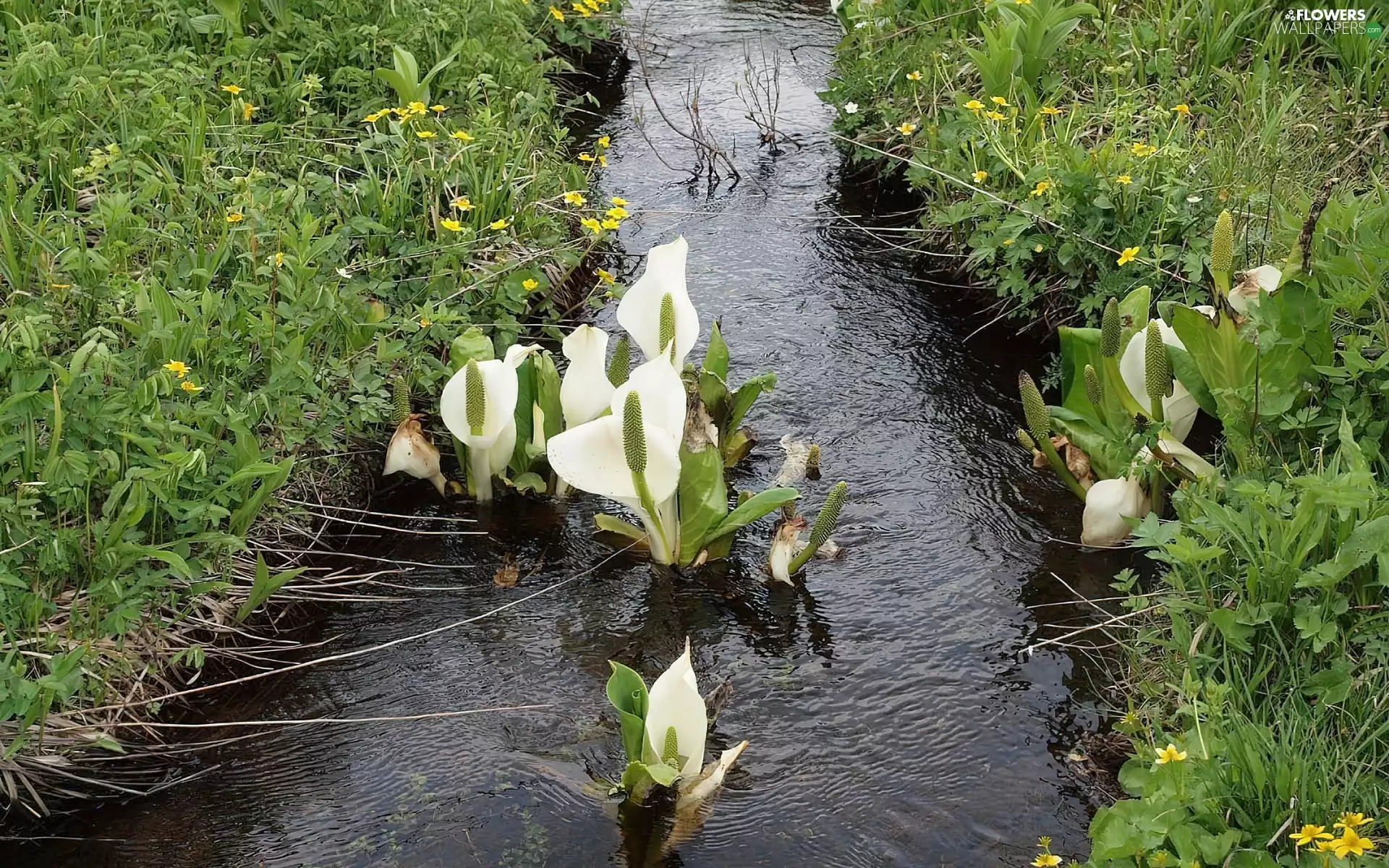 Meadow, White, Calla, fossa