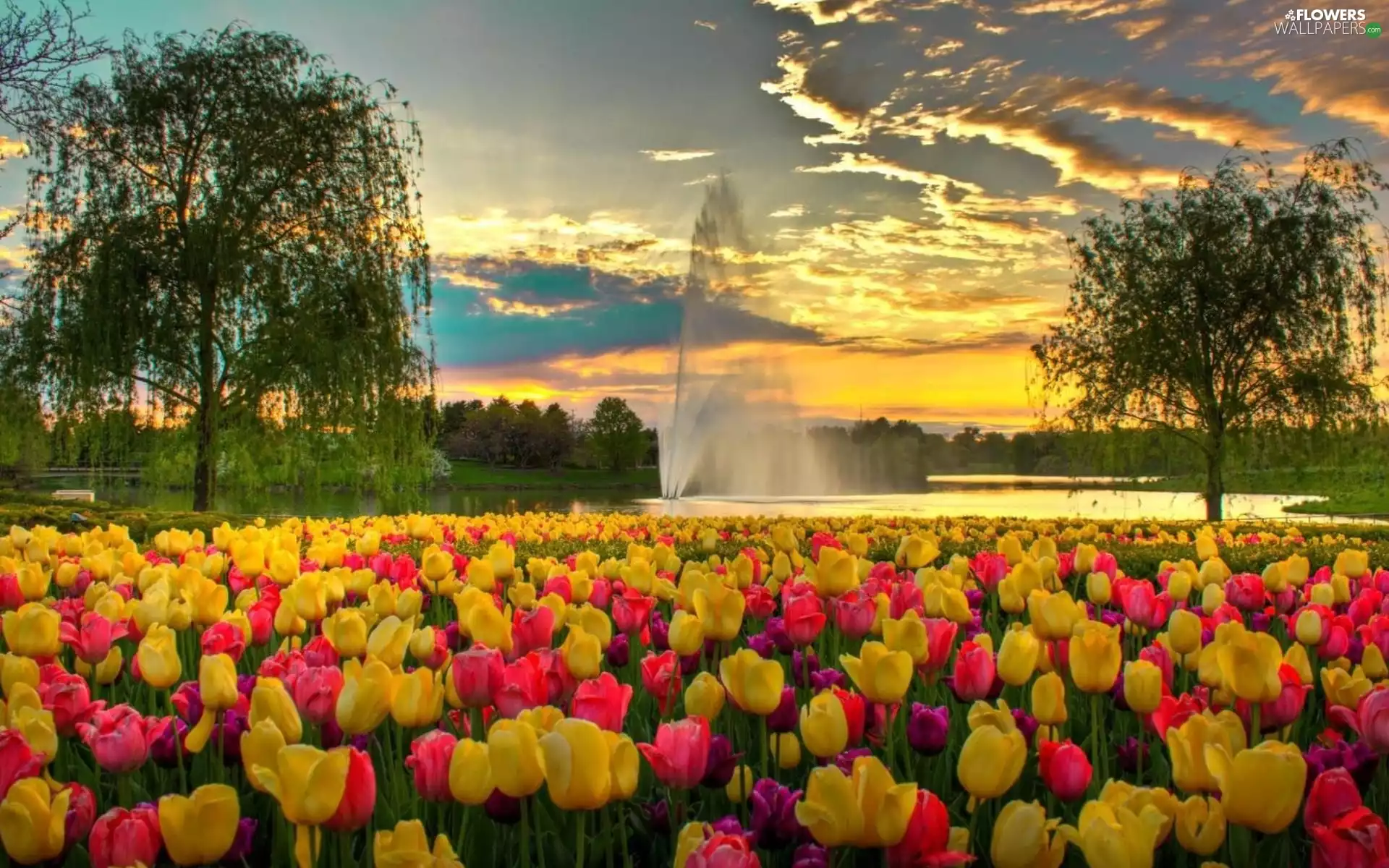 fountain, Tulips, Park