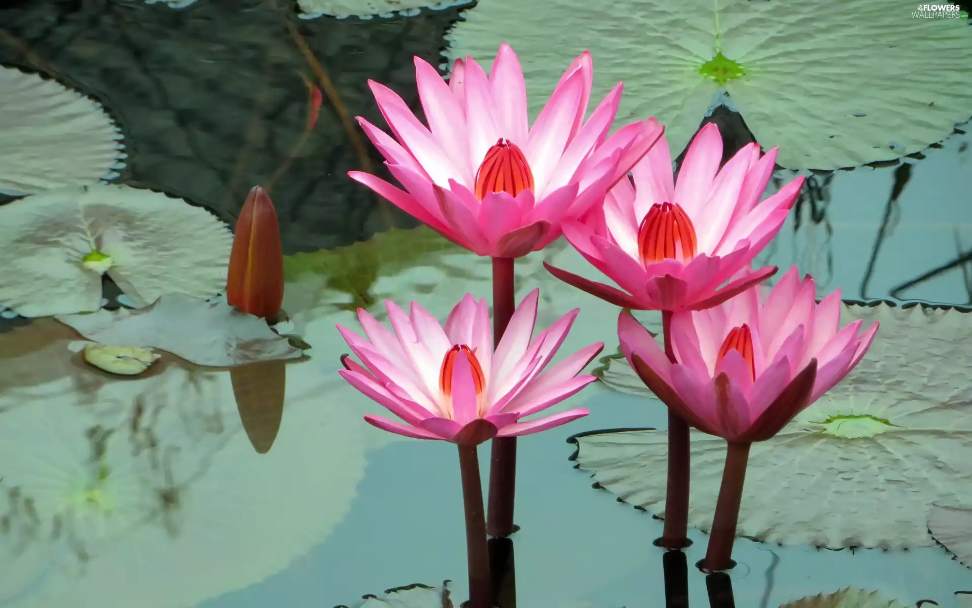 four, Water lilies