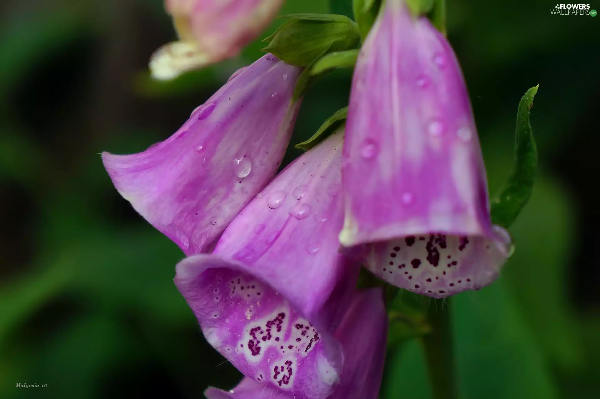 drops, Flowers, Purple Foxglove