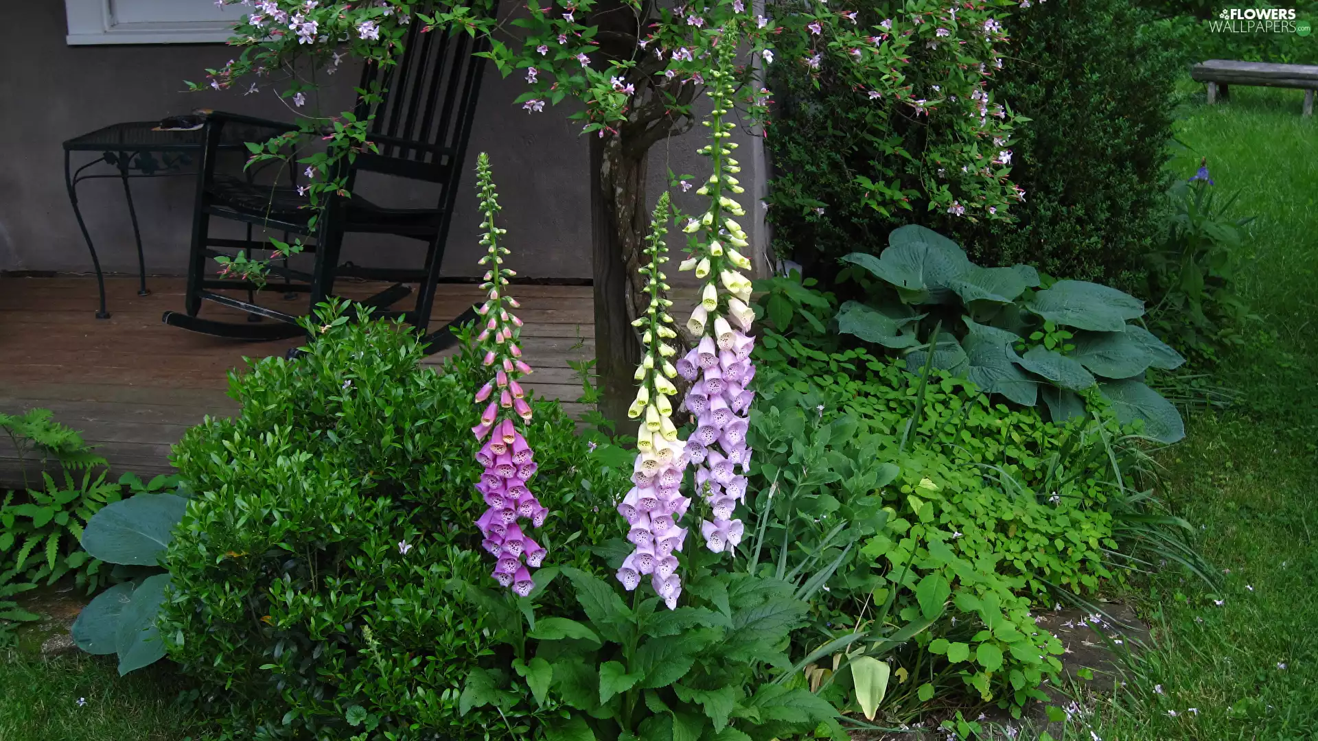 foxglove, garden, Flowers