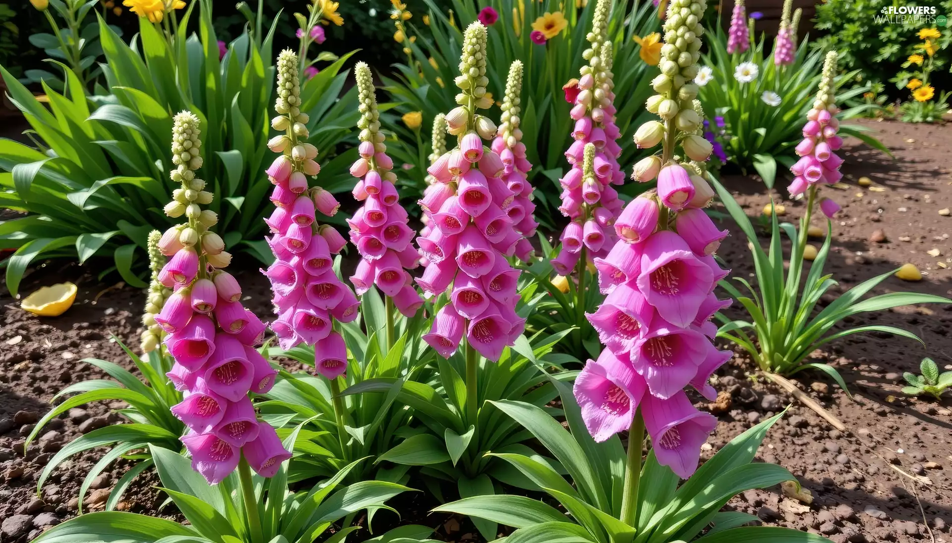 foxglove, Pink, Flowers
