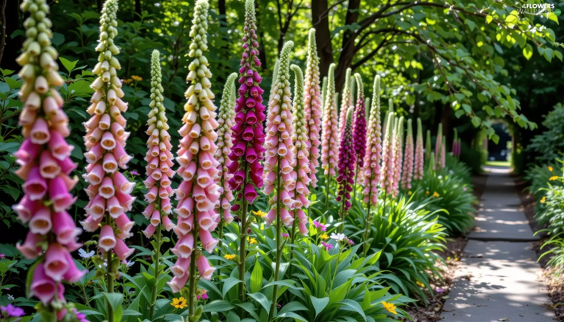 Path, Pink, viewes, Flowers, foxglove, trees, Purple Foxglove