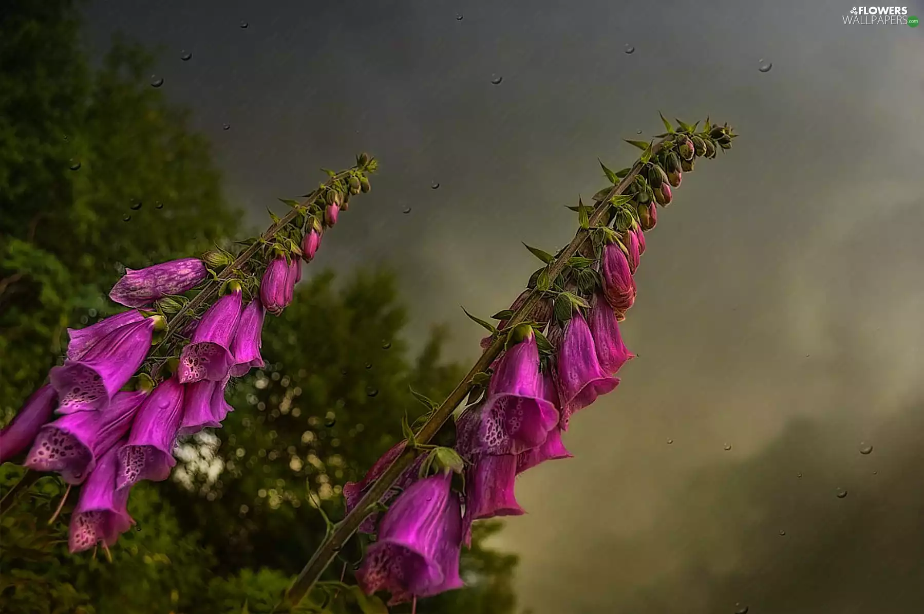 Violet, Clouds, Sky, foxglove