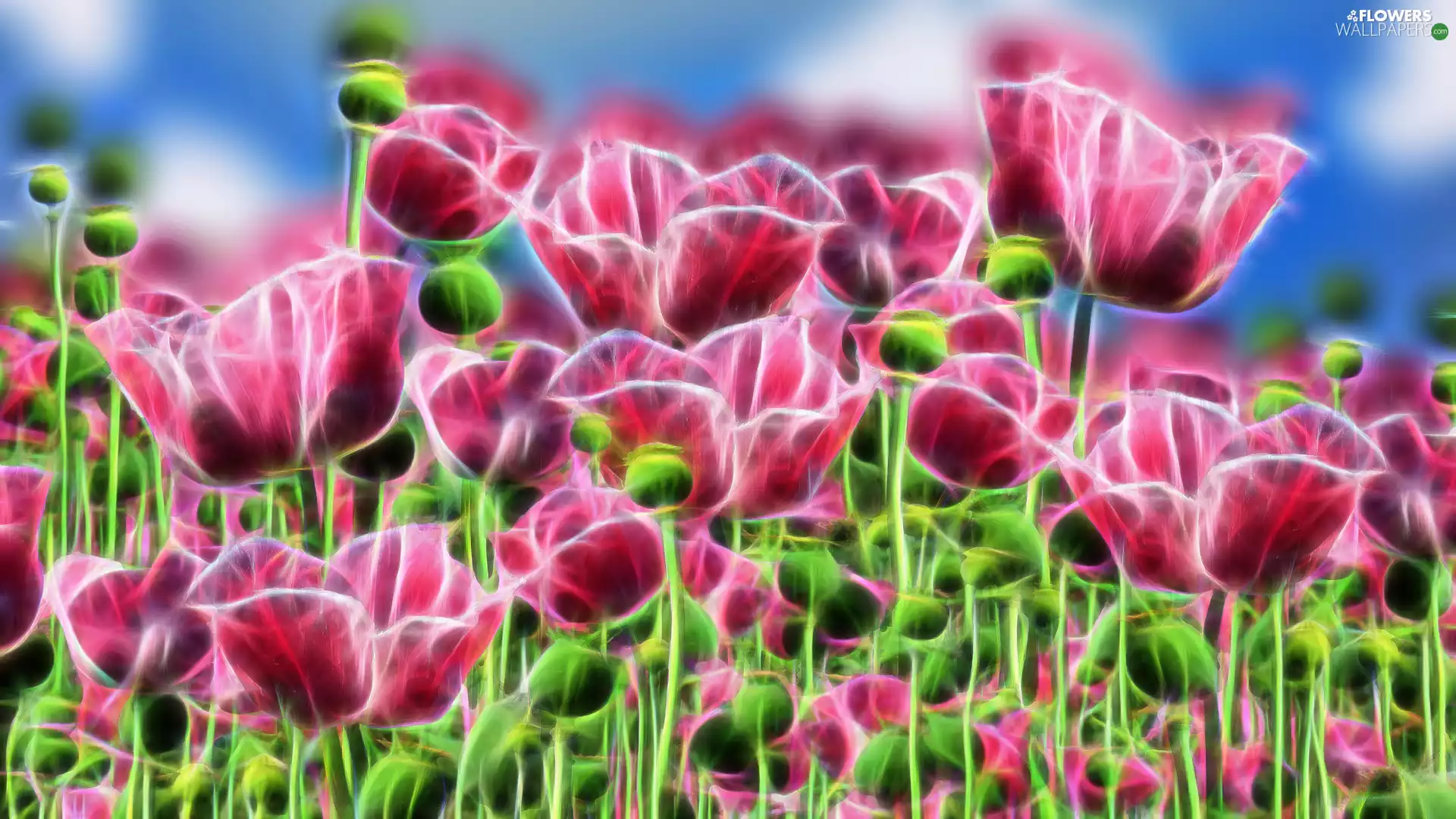 Fractailus, Flowers, papavers