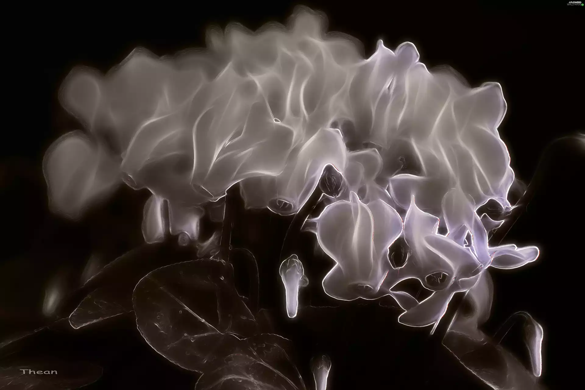 Cyclamen, Fractalius