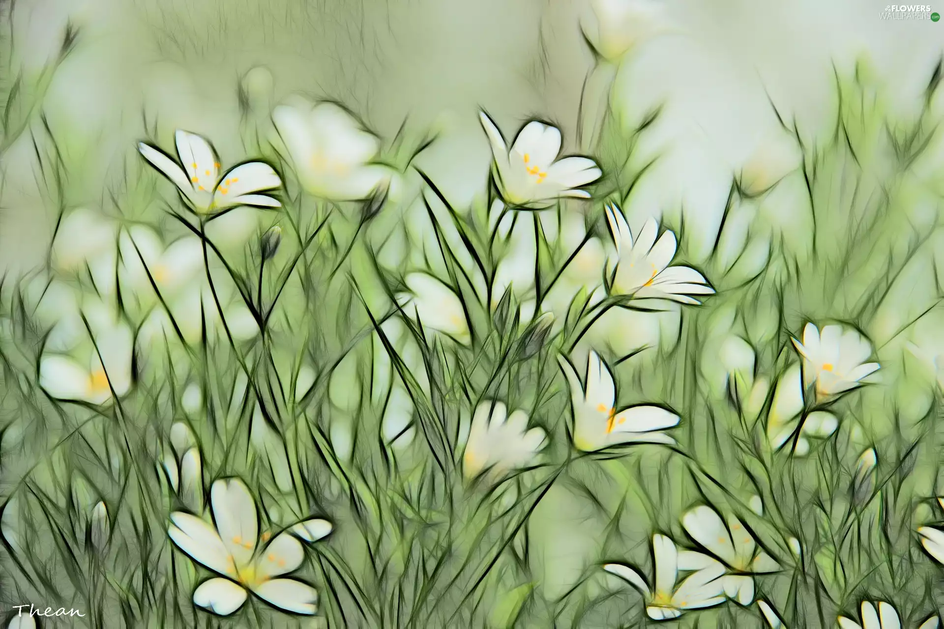 Cerastium, Fractalius
