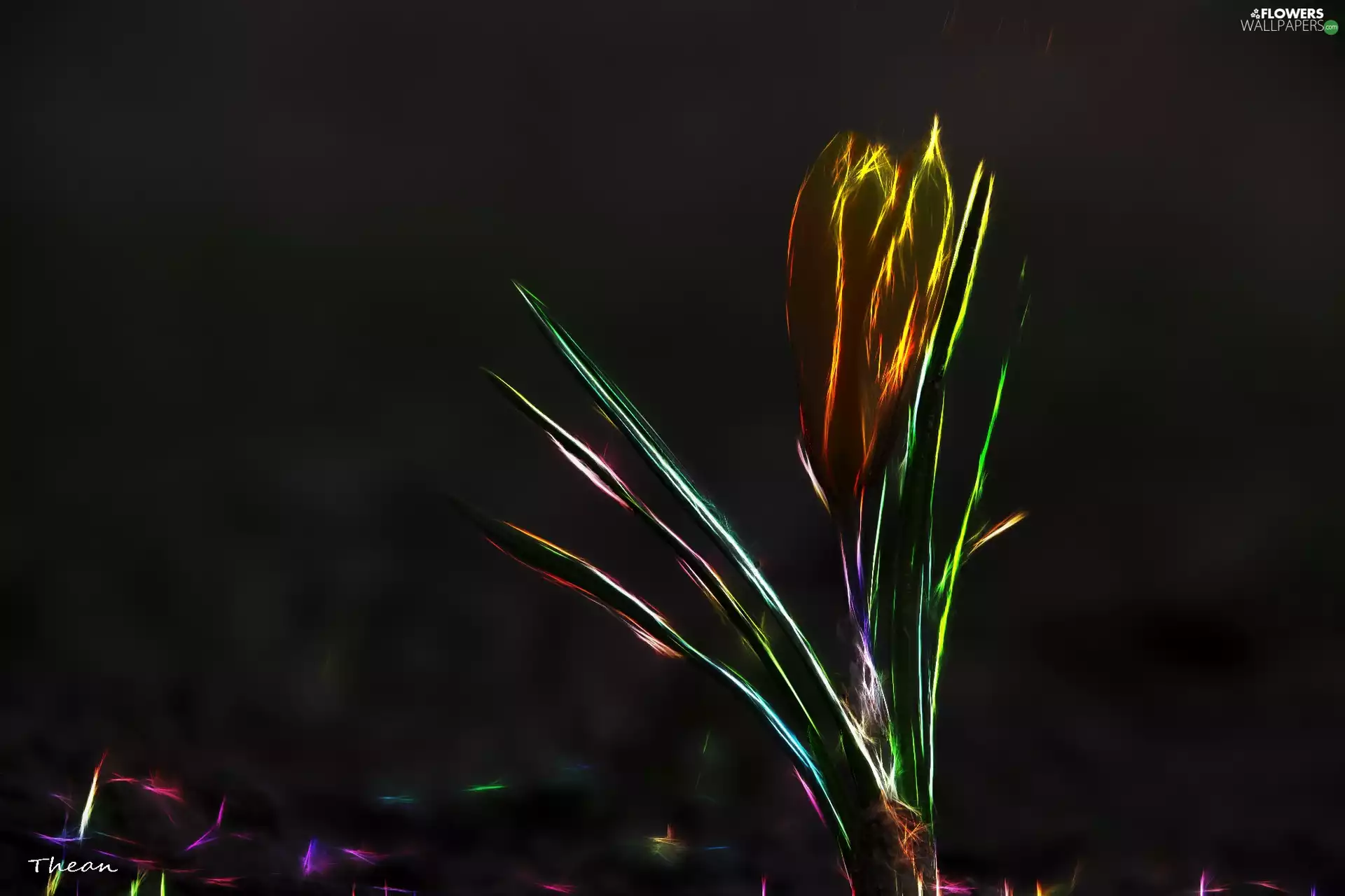 crocus, Fractalius