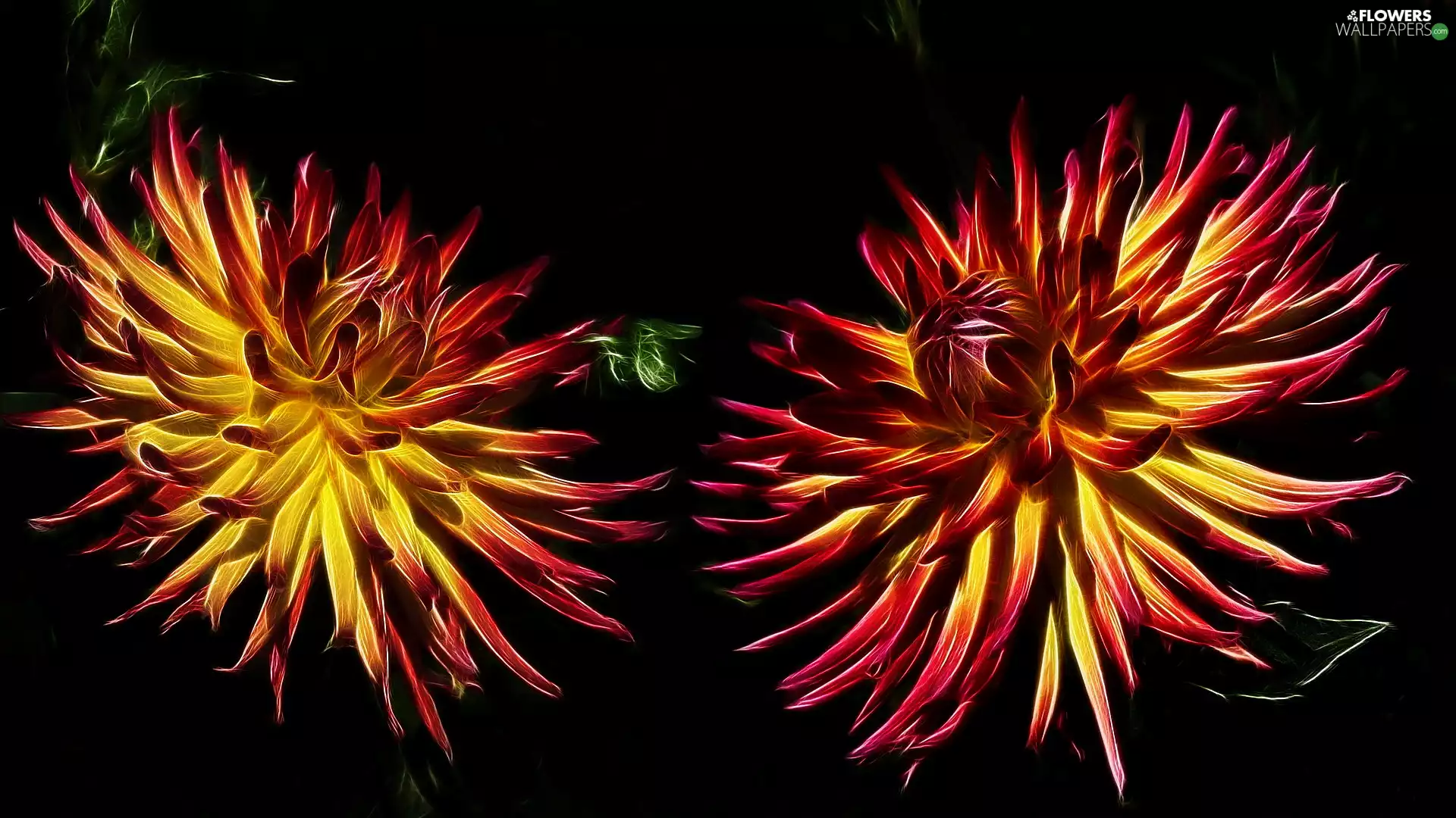dark, Flowers, graphics, Fractalius, background, dahlias