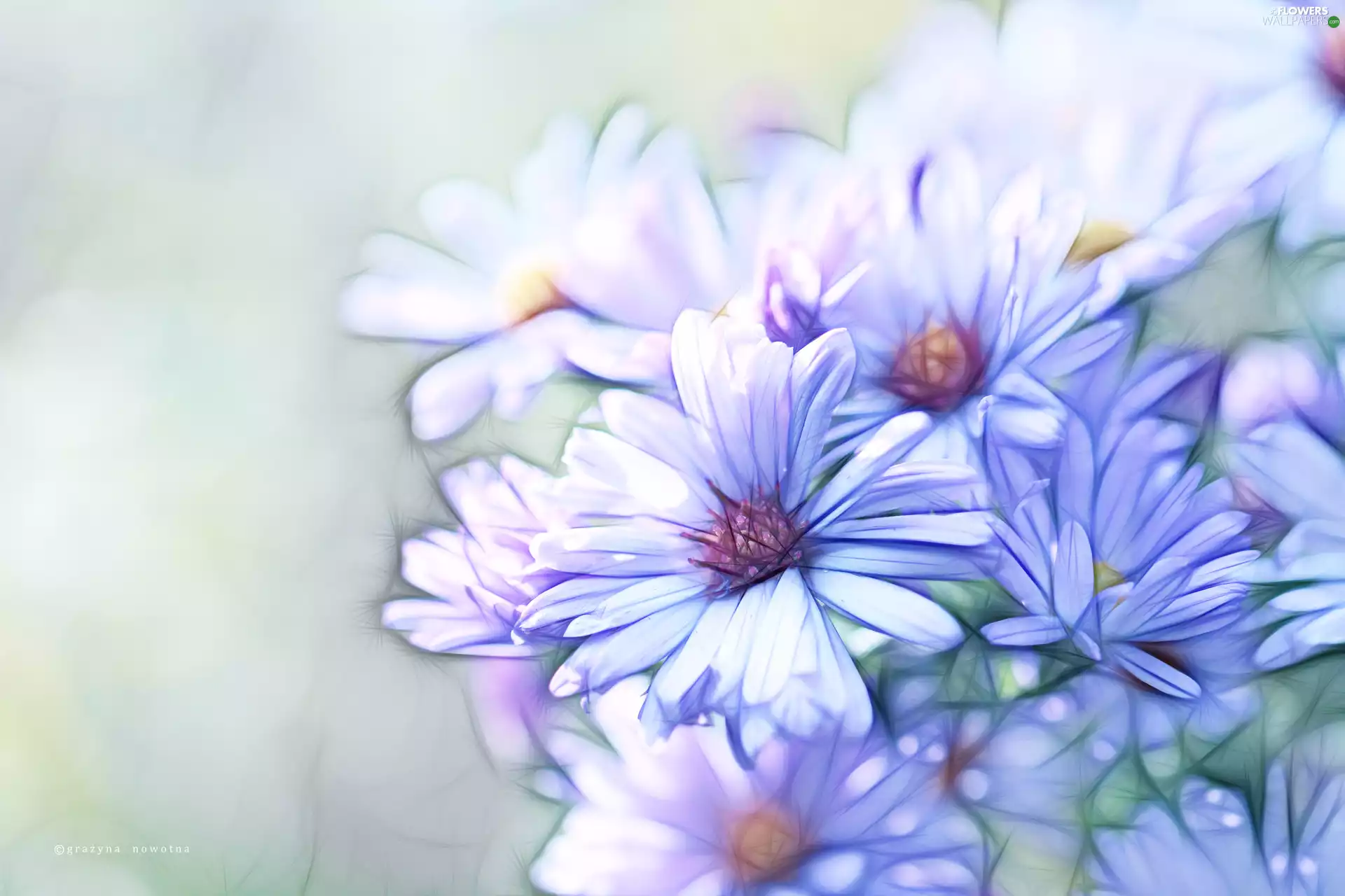 Fractalius, Astra, Flowers