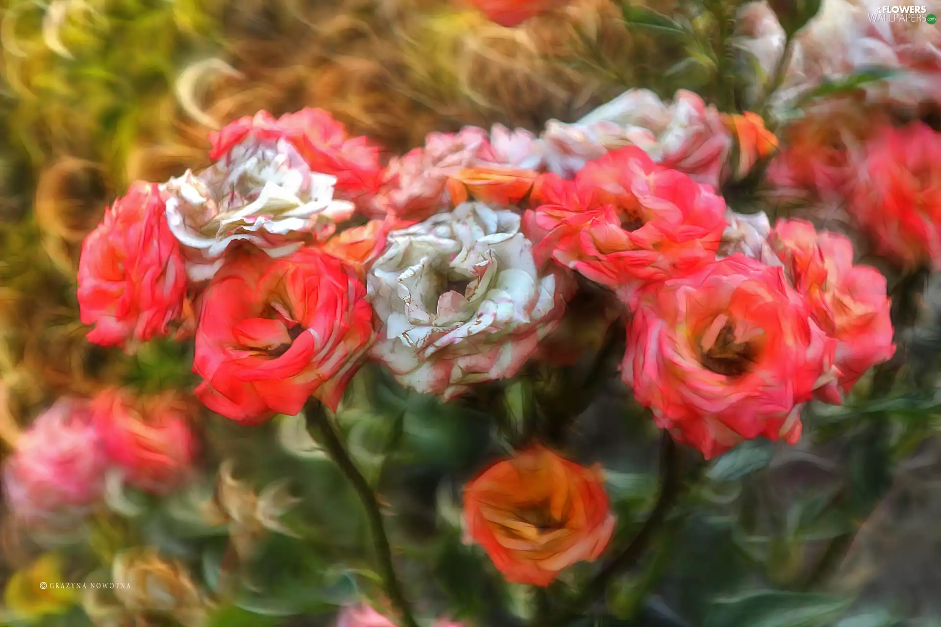 Fractalius, Roses, Flowers