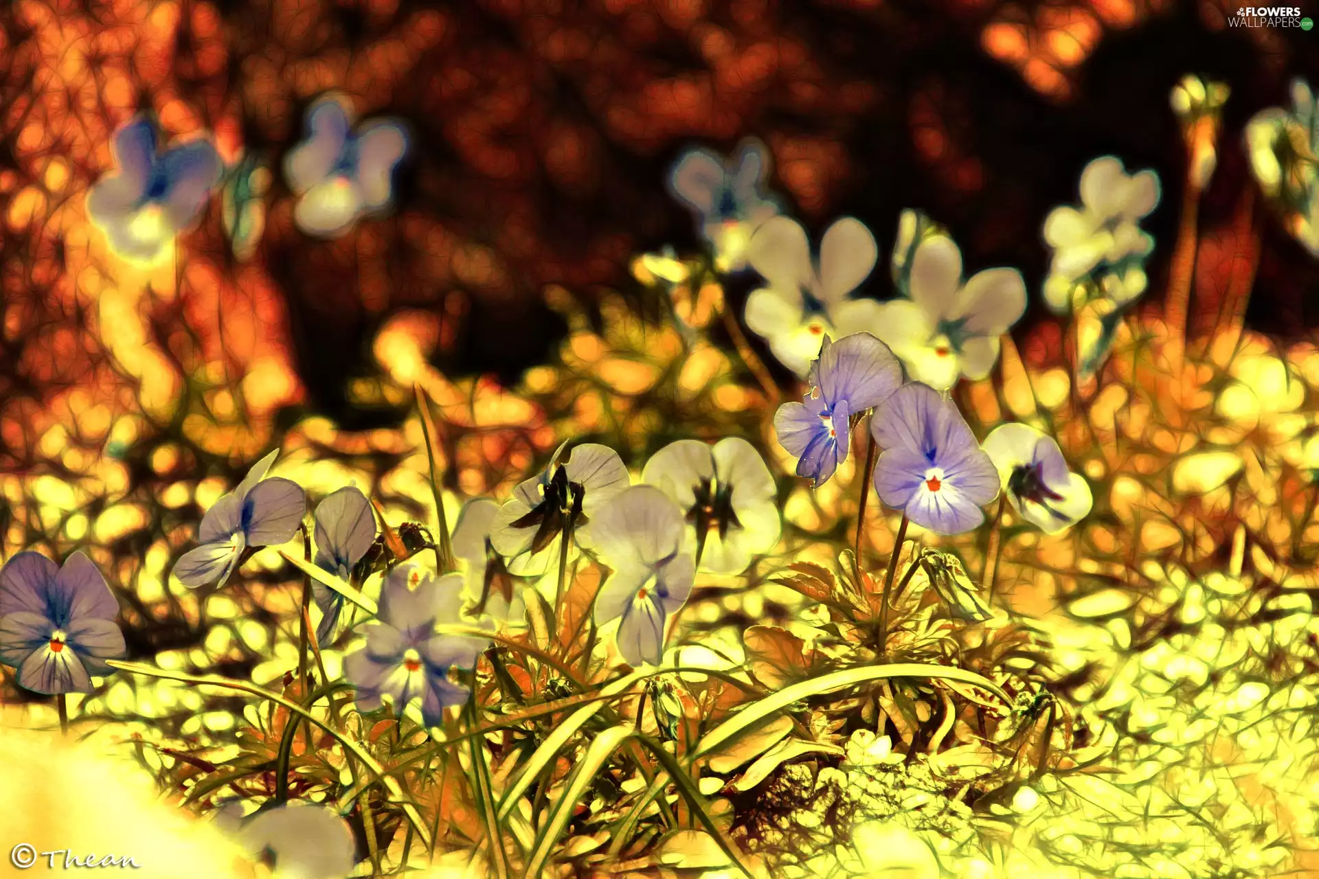 Fractalius, Flowers, pansies