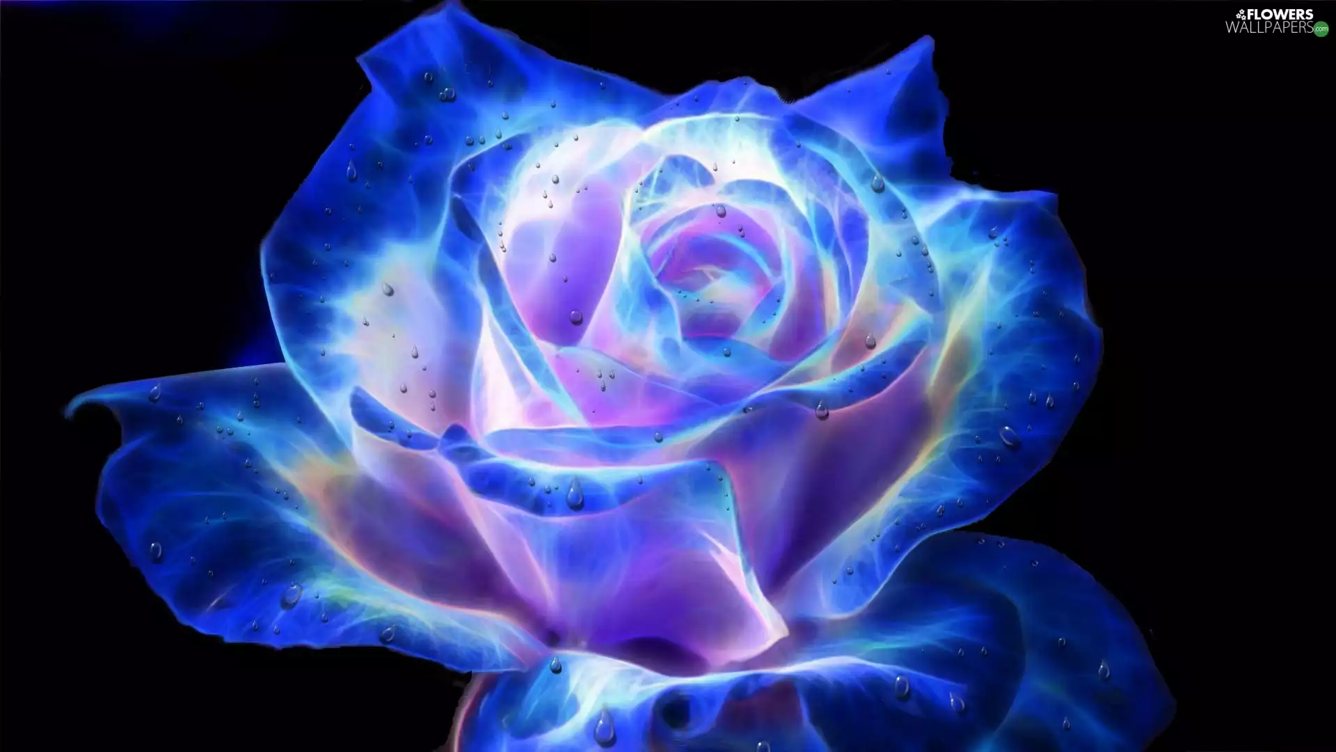 rose, Rain drops, Fractalius, Blue-Purple